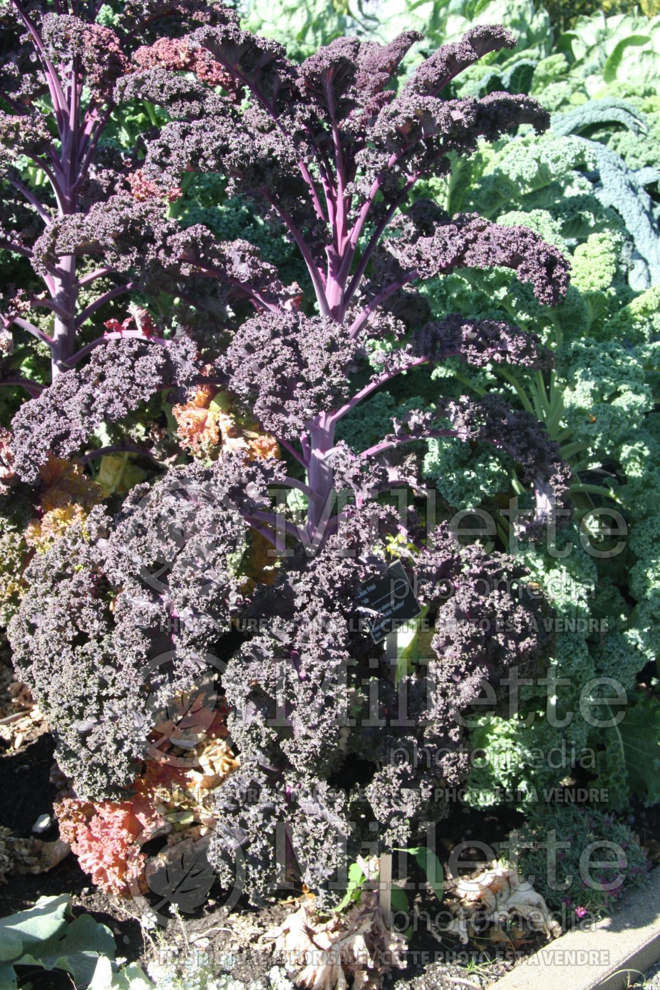 Brassica Redbor (Ornamental kale) 18
