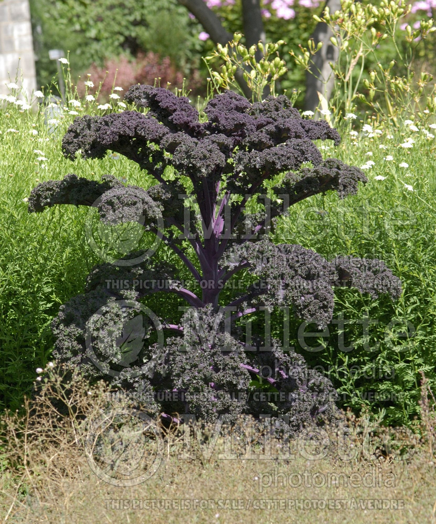 Brassica Redbor (Ornamental kale) 20