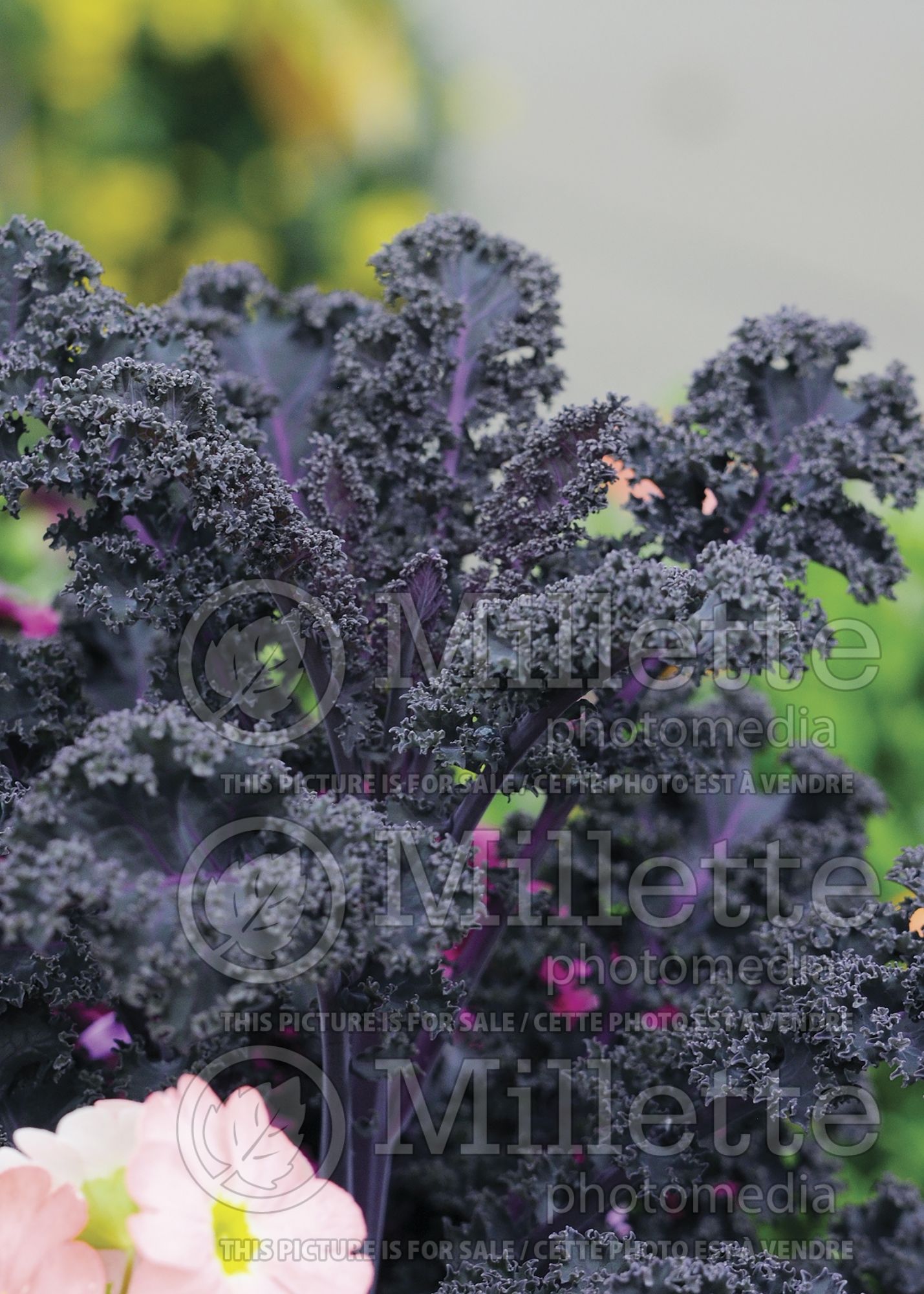 Brassica Redbor (Ornamental kale) 14