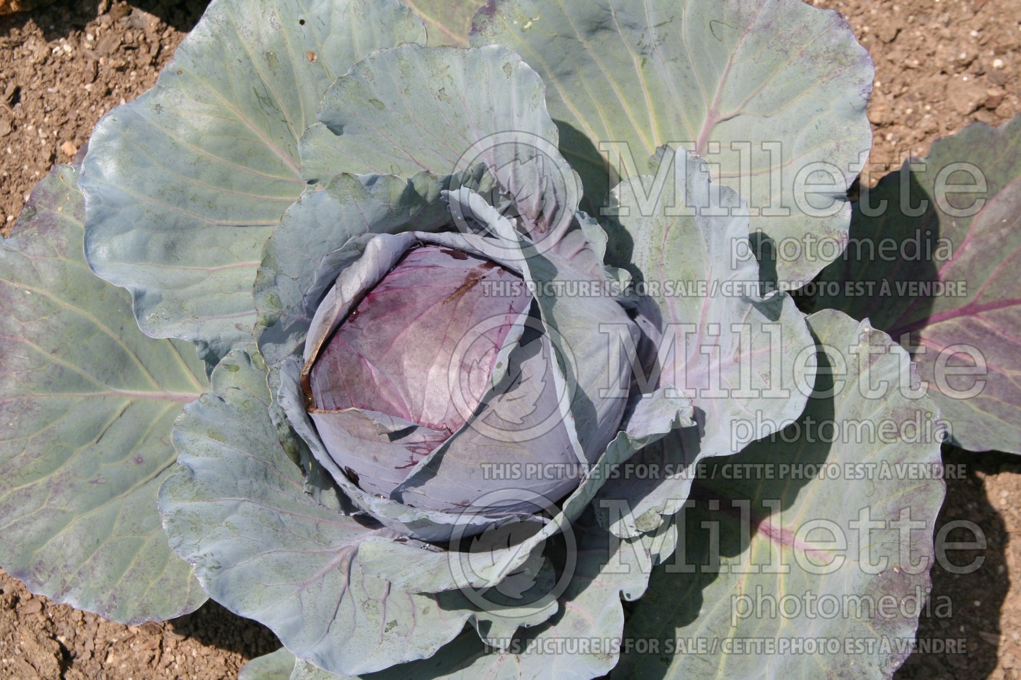 Brassica Red Express (vegetable red cabbage) 1