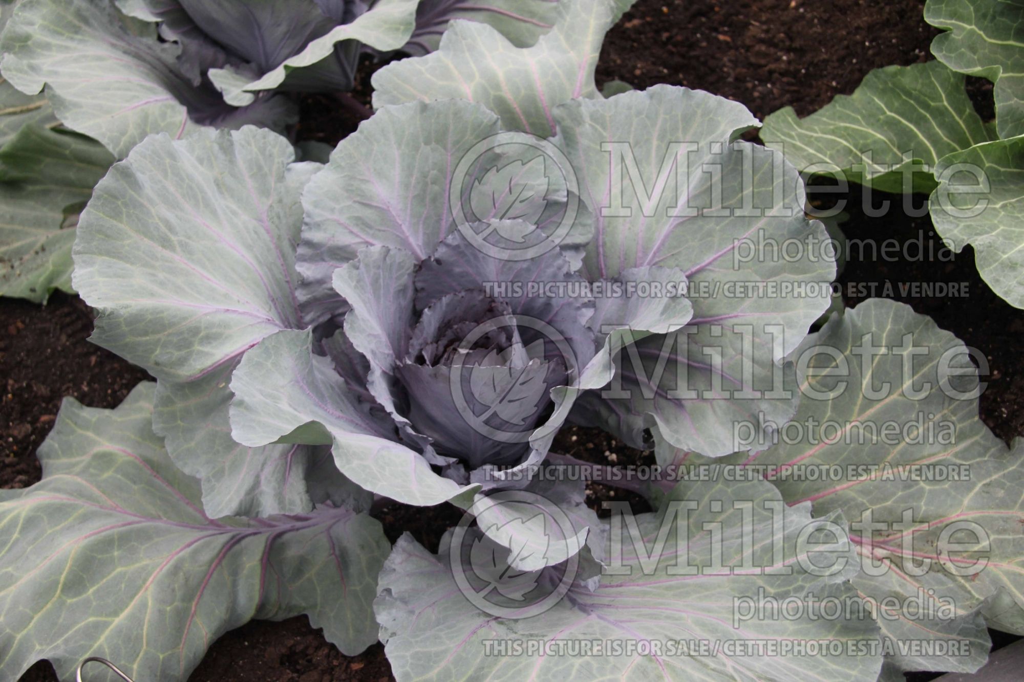 Brassica Red Jewel (Winter Cabbage vegetable) 2