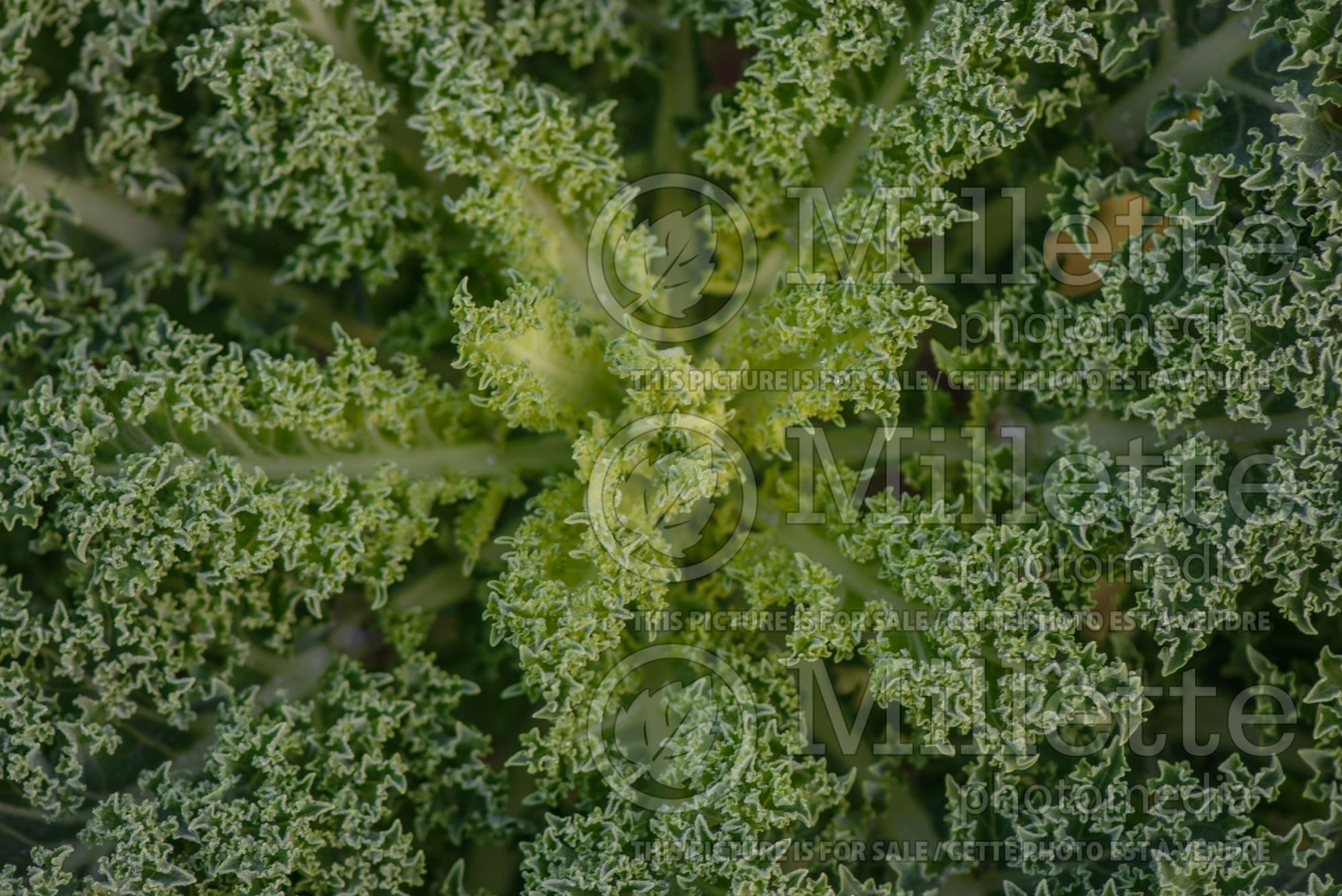 Brassica Reflex (Kale) 1
