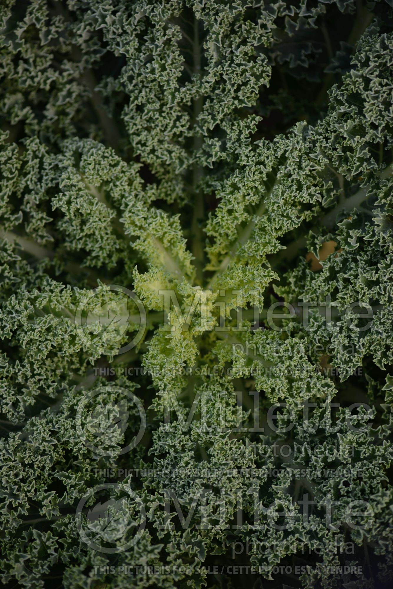 Brassica Reflex (kale vegetable – chou frisé) 2