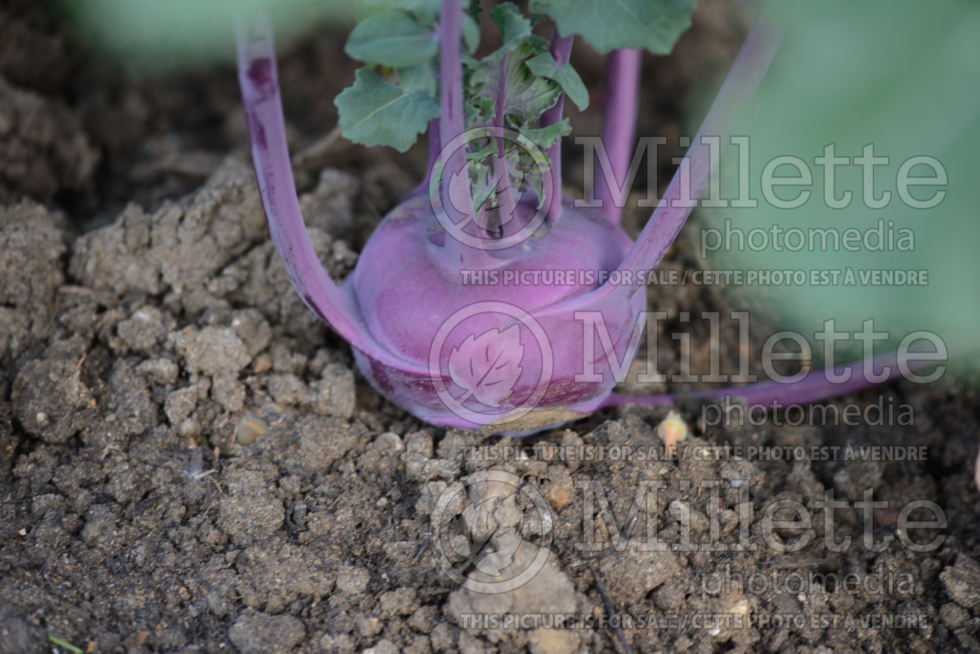 Brassica Ruby (kale turnip Kohlrabi vegetable) 1