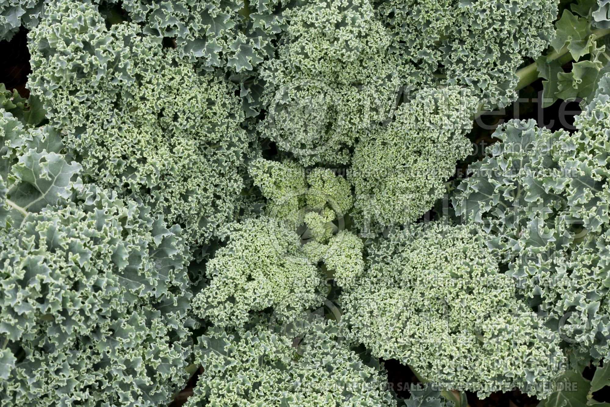 Brassica Starbor (Ornamental Kale) 2