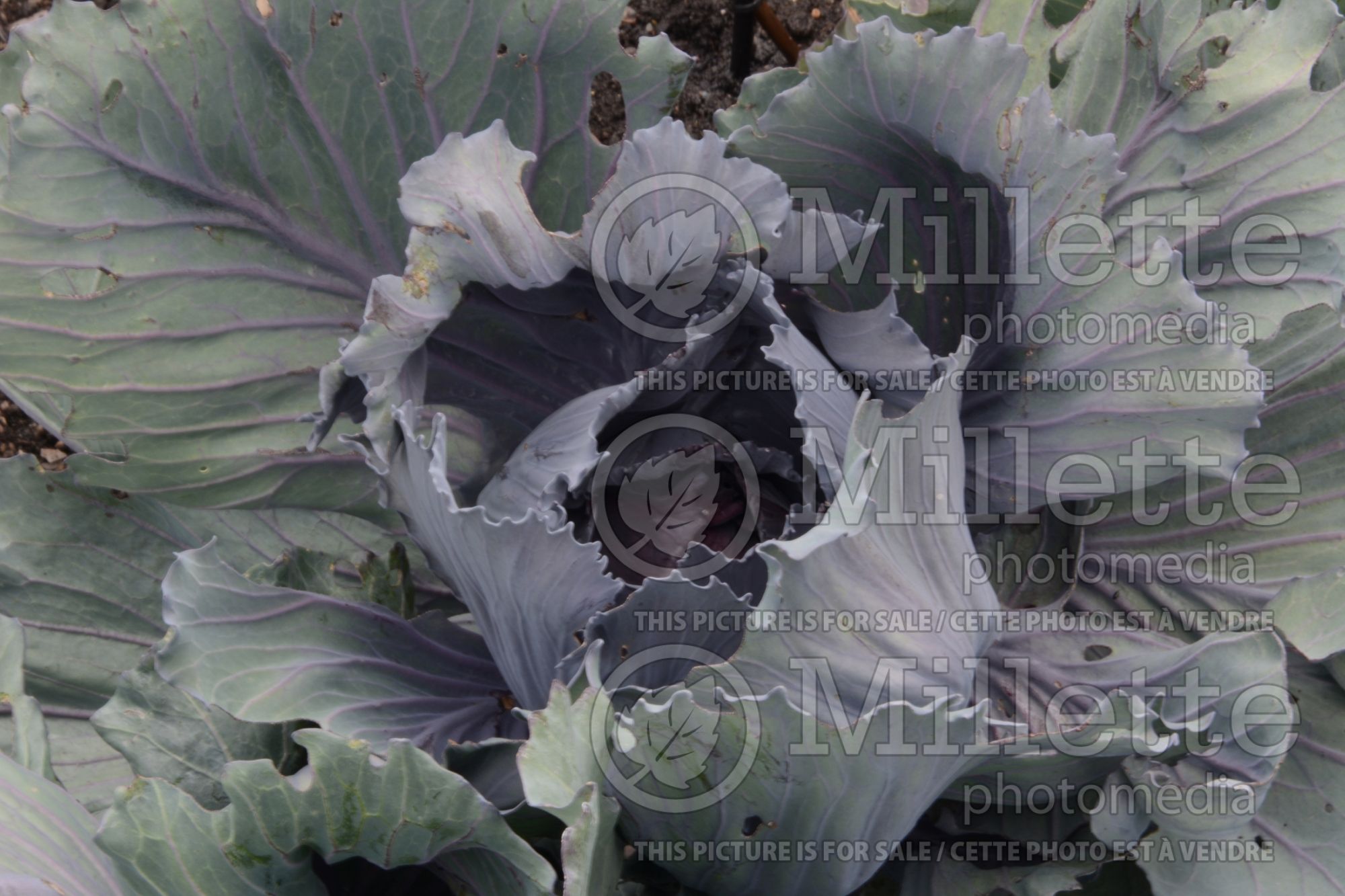 Brassica Super Red (Cabbage Vegetable) 1