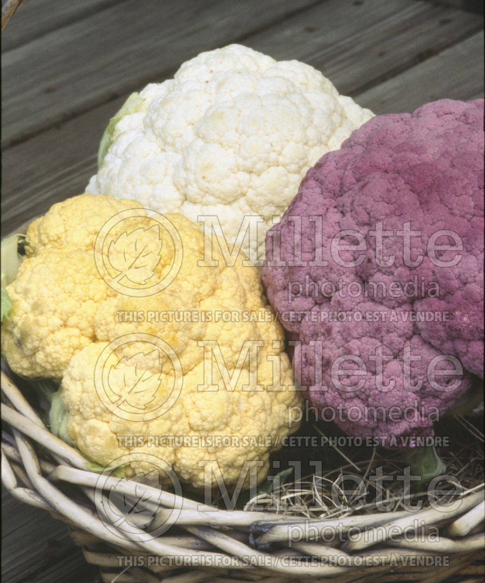 Brassica oleracea var. botrytris (Cauliflower vegetable – chou fleur) 3