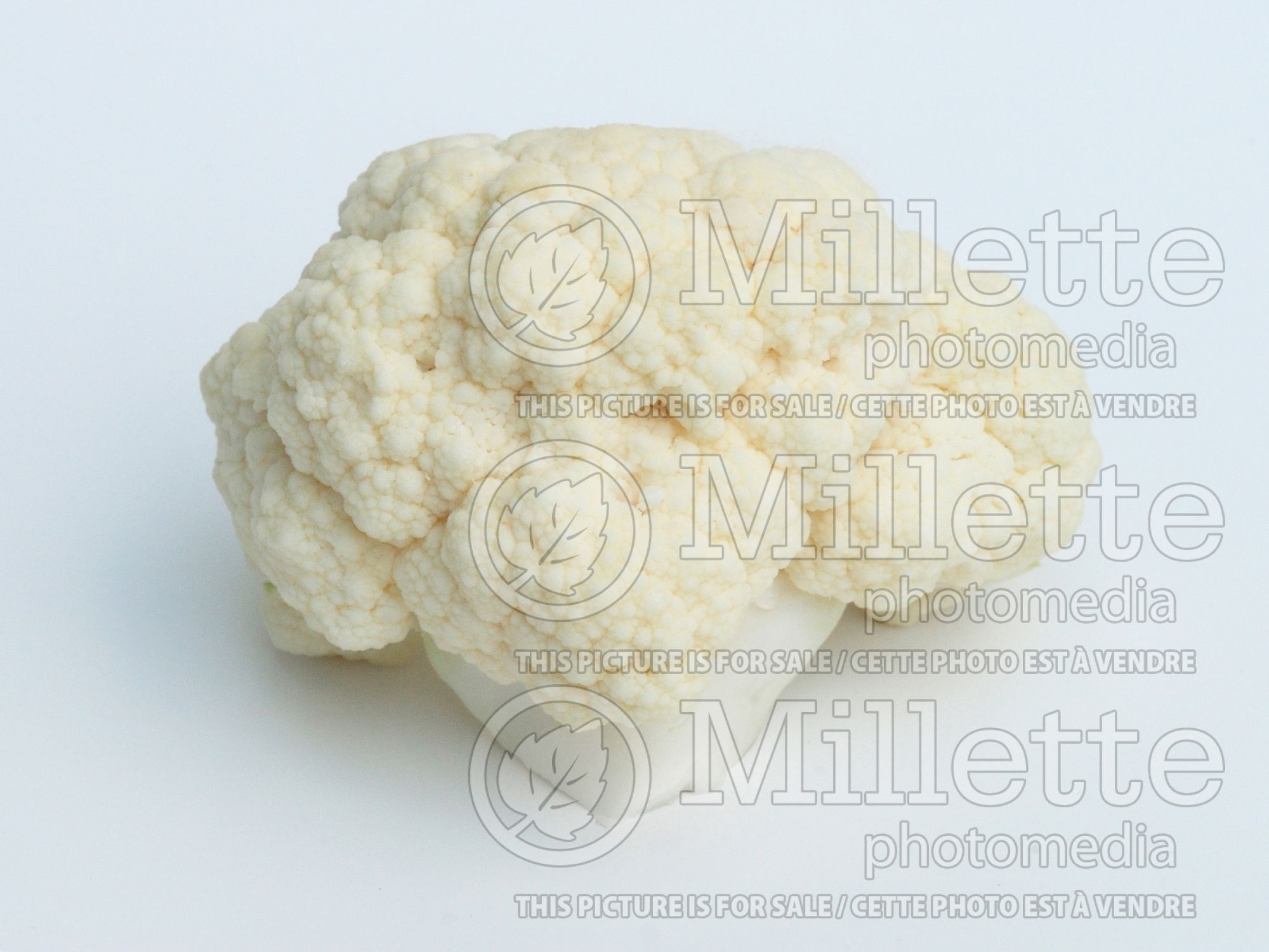 Brassica oleracea var. botrytris (Cauliflower vegetable – chou fleur) 5
