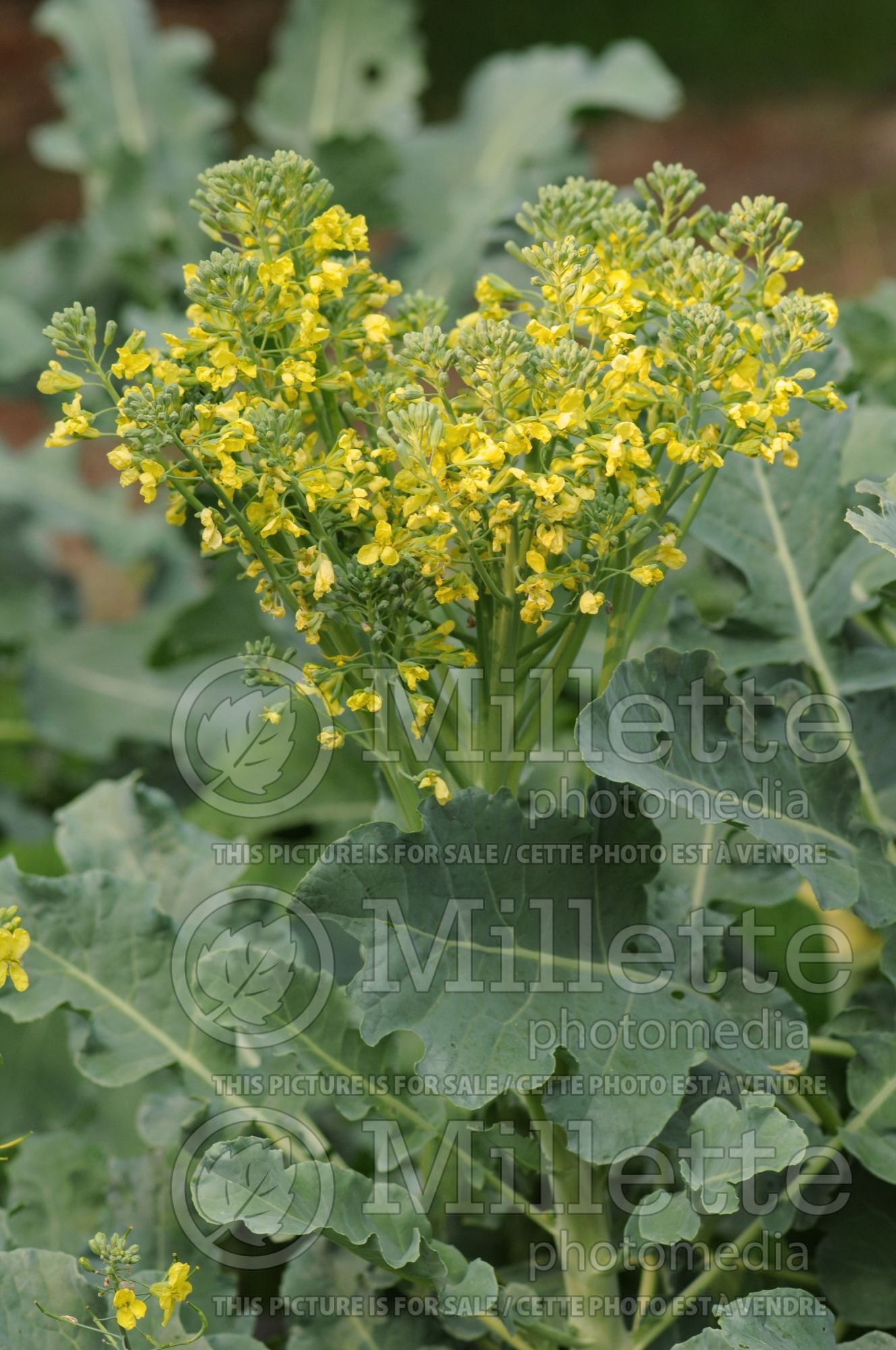 Brassica Green Sprouting (Broccoli vegetable) 1