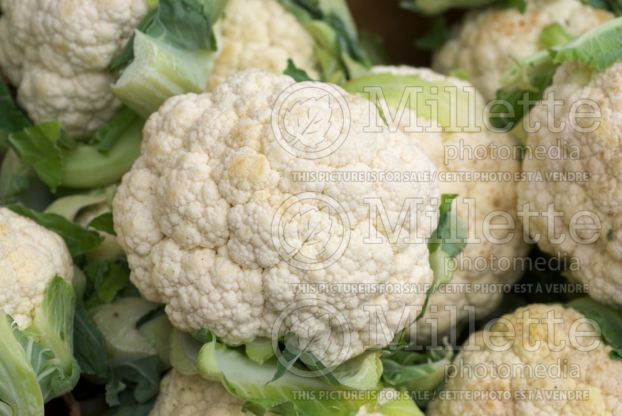 Brassica oleracea var. botrytris (Cauliflower vegetable – chou fleur) 10