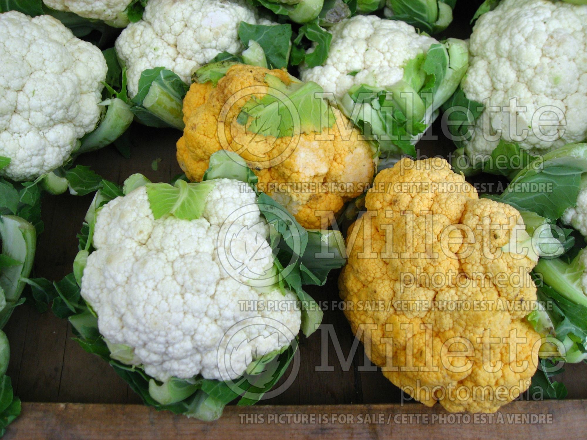 Brassica oleracea var. botrytris (Cauliflower vegetable – chou fleur) 2