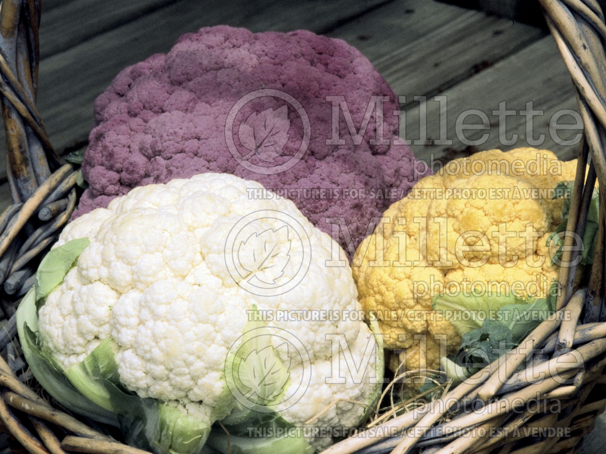 Brassica oleracea var. botrytris (Cauliflower vegetable – chou fleur) 1