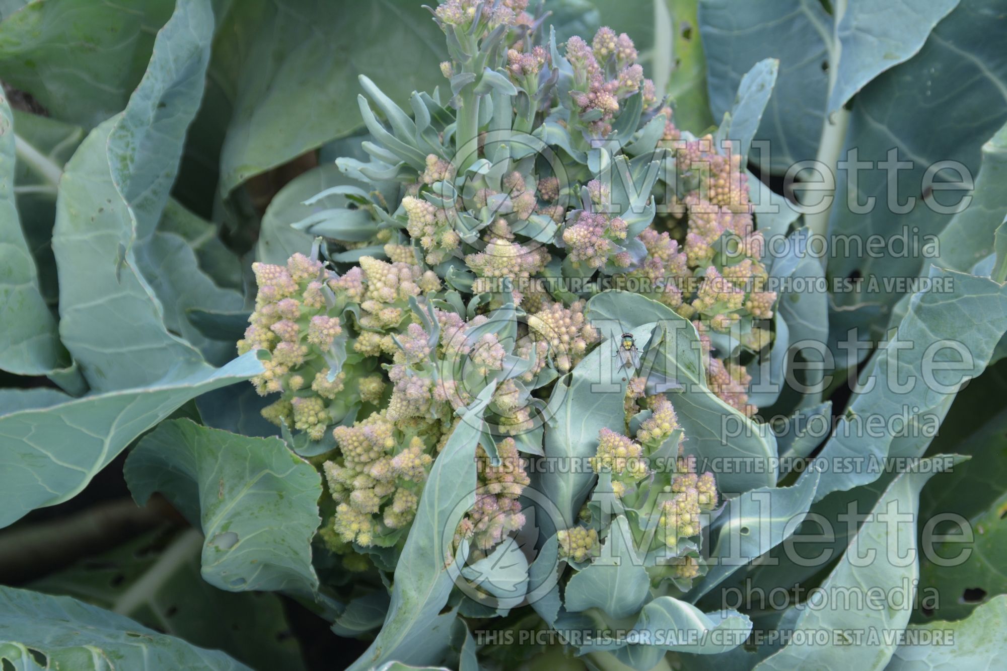 Brassica Romanesco (Cauliflower vegetable – chou fleur) 1
