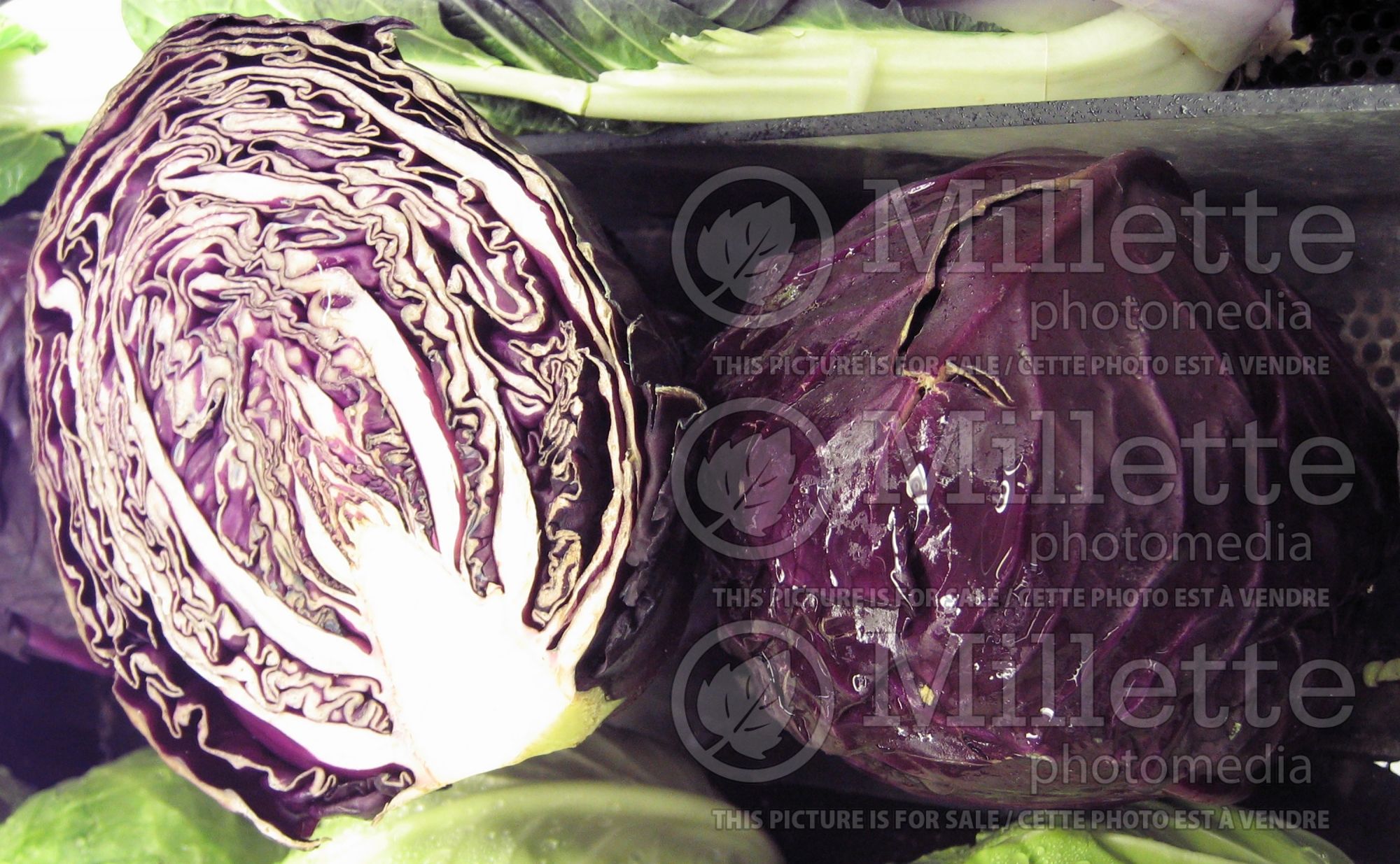 Brassica oleracea var. capitata f. rubra (Cabbage vegetable - chou) 2