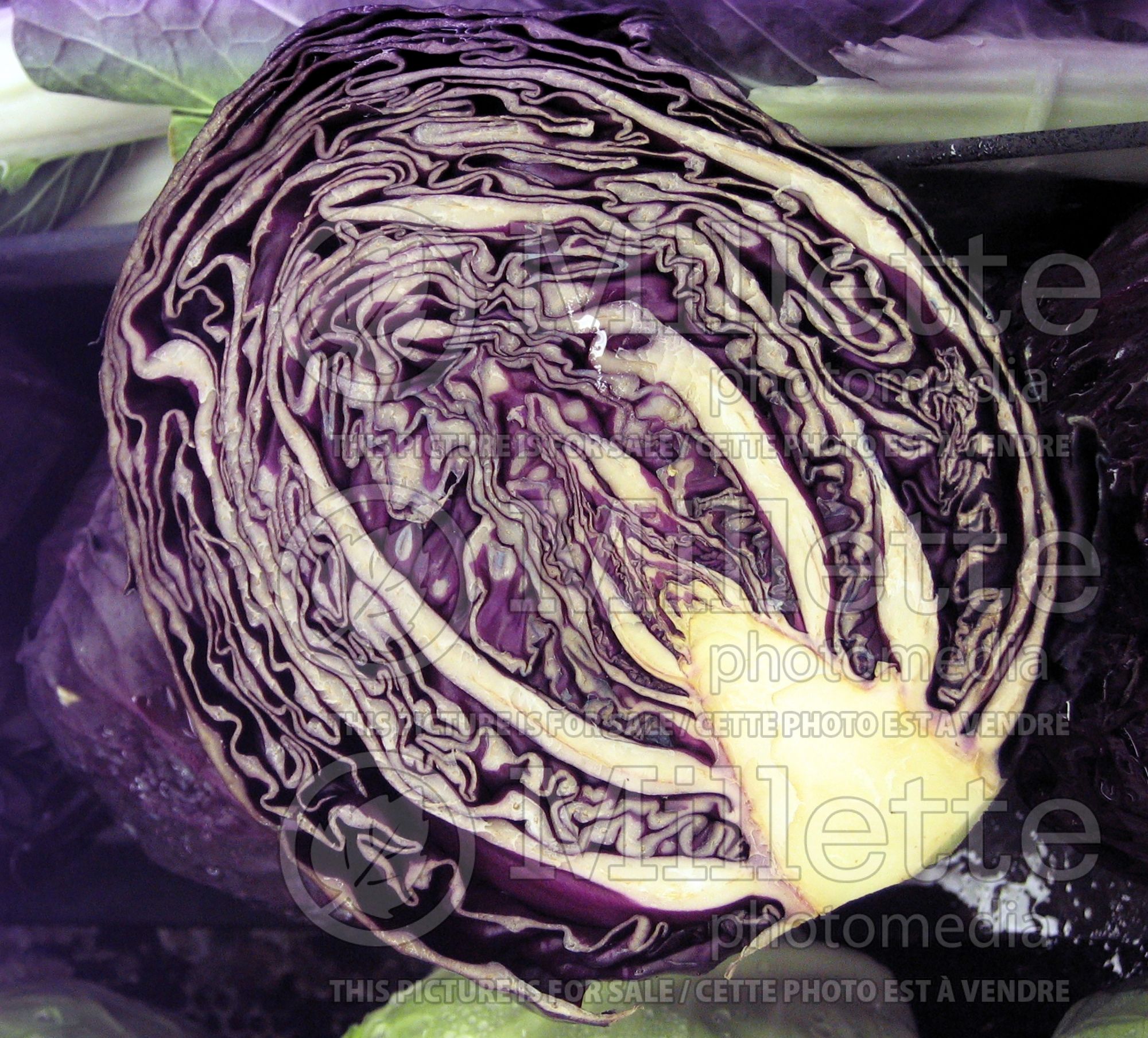 Brassica oleracea var. capitata f. rubra (Cabbage vegetable - chou) 3