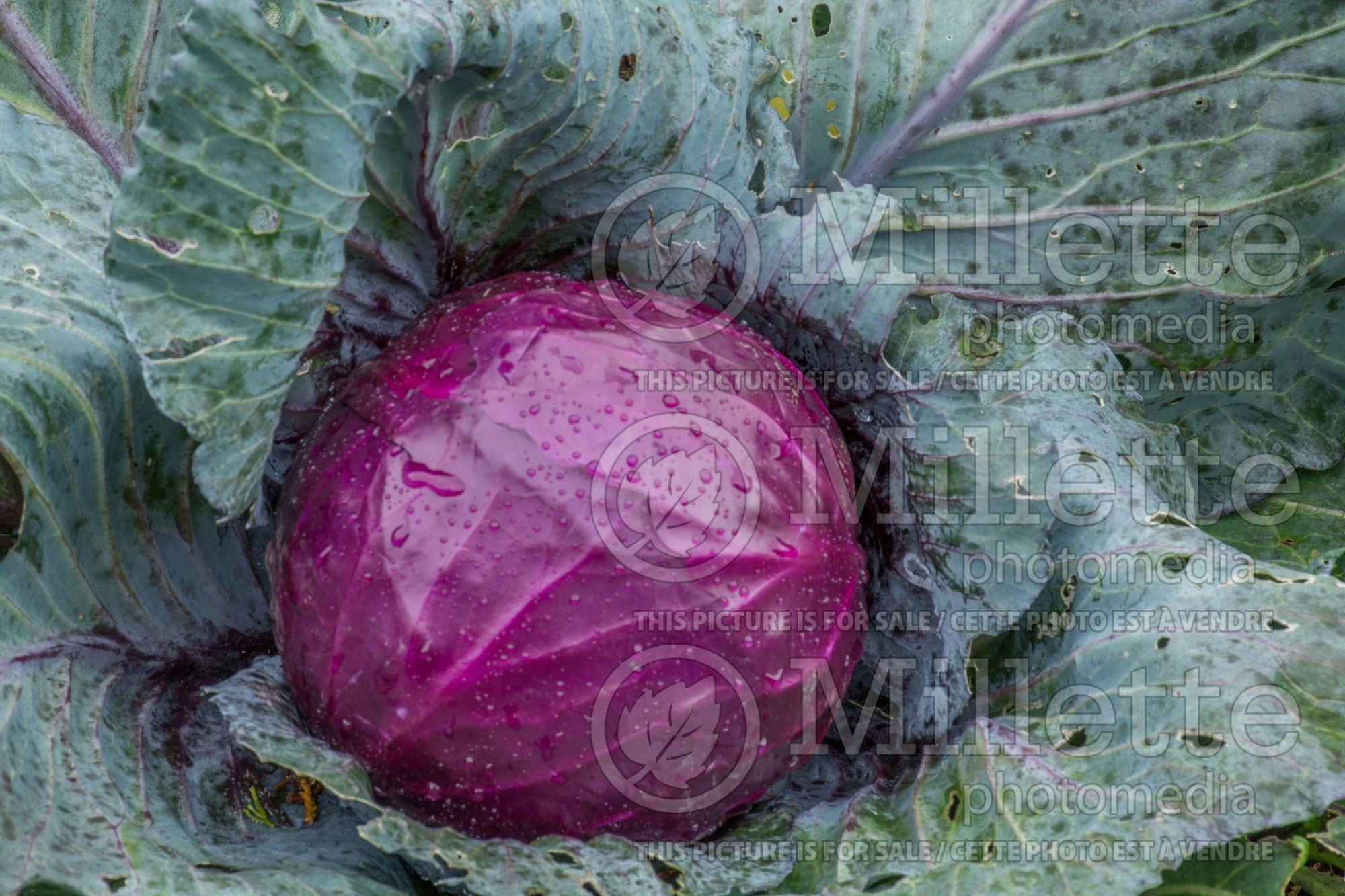 Brassica oleracea var. capitata f. rubra (red cabbage vegetable) 4