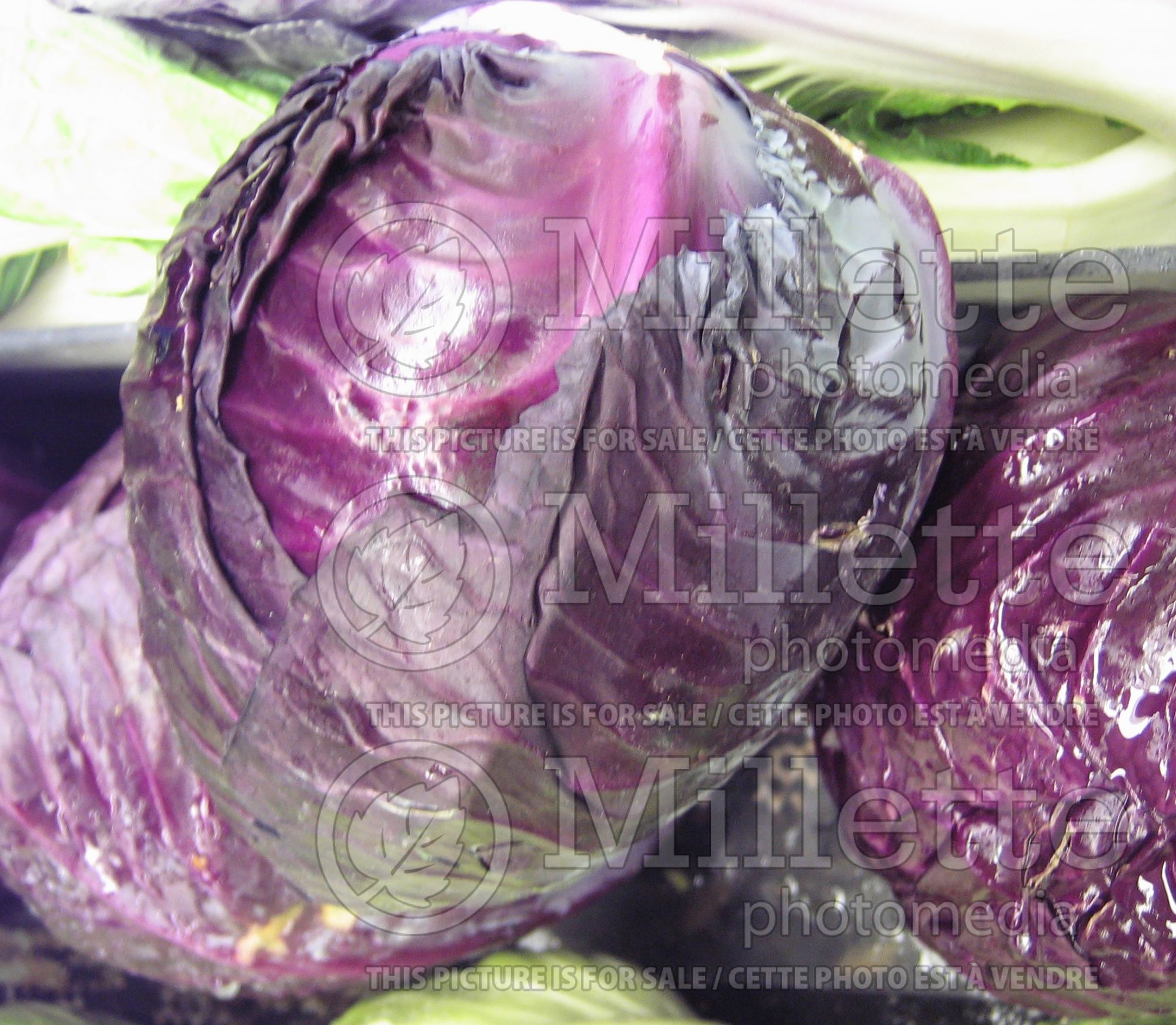 Brassica oleracea var. capitata f. rubra (Cabbage vegetable - chou) 1