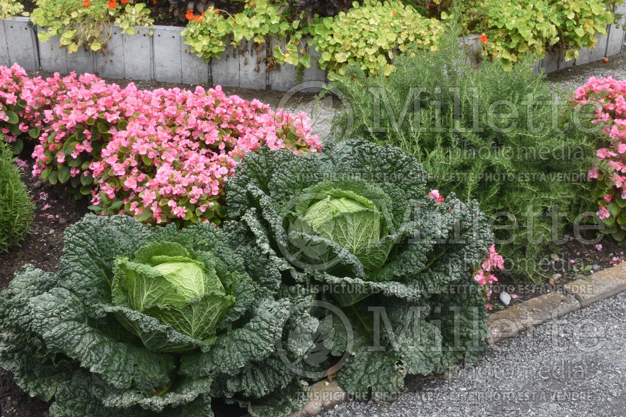Brassica Melissa (Cabbage vegetable - chou) 2