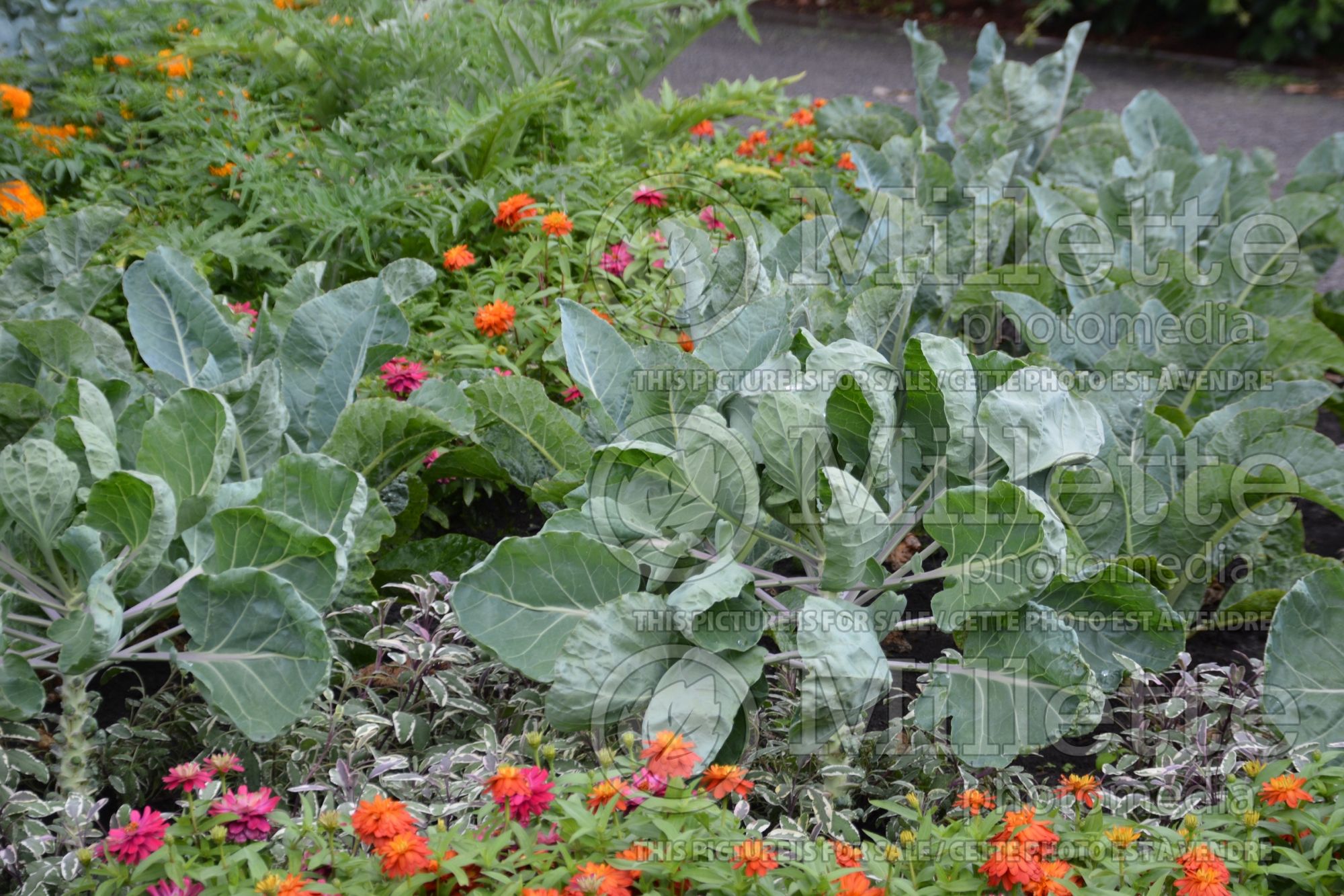 Brassica Hestia (Brussels Sprouts Vegetable – chou de Bruxelles) 1