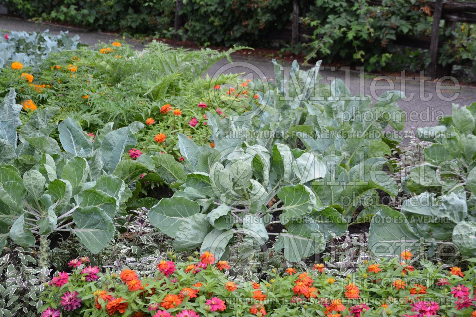 Brassica Hestia (Brussels Sprouts Vegetable – chou de Bruxelles) 2