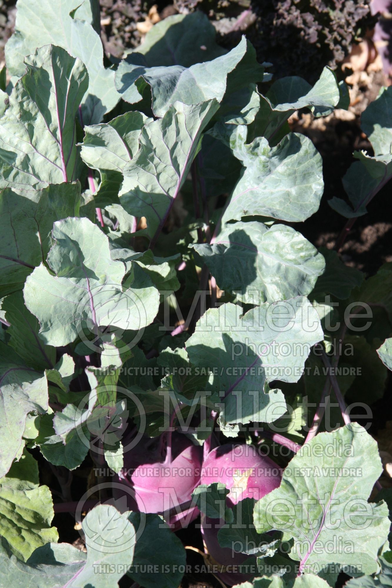 Brassica Kolibri (Kohlrabi vegetable – chou-rave) 3