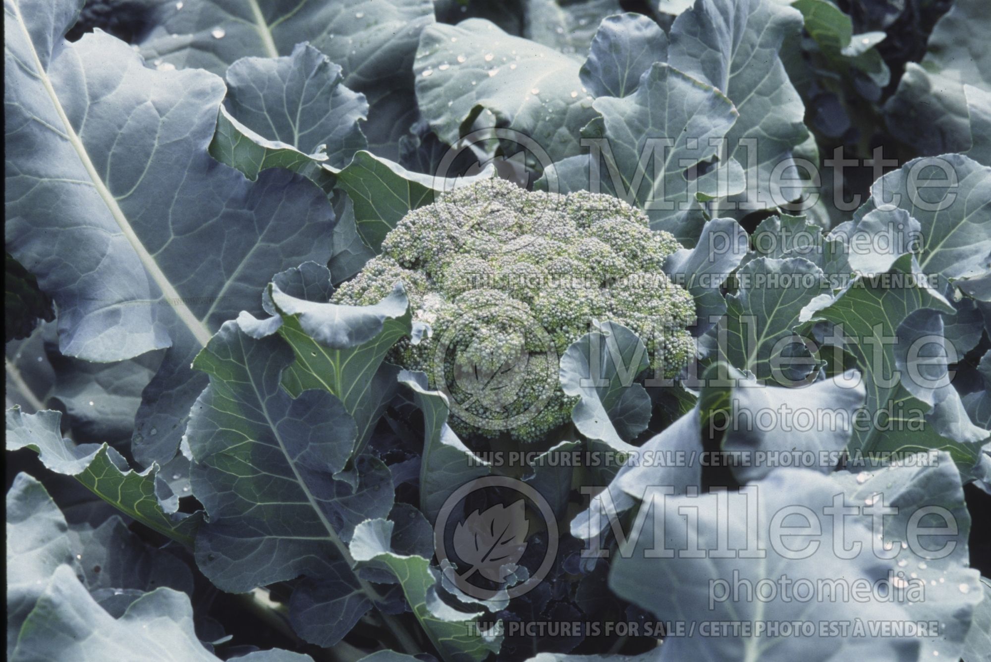 Brassica Arcadia (Broccoli vegetable) 3