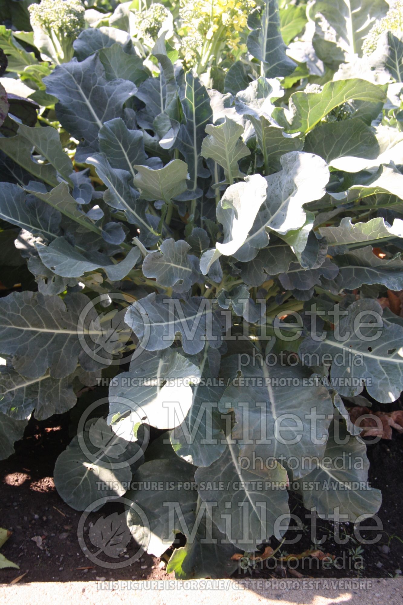 Brassica Arcadia (Broccoli vegetable) 2