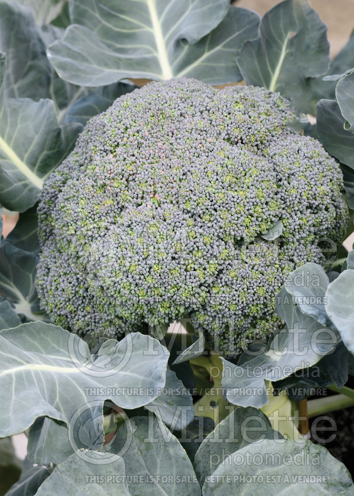 Brassica Bay Meadows Cemes (Brocoli vegetable) 3