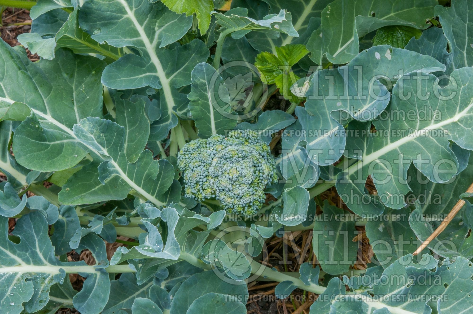 Brassica oleracea var. italica (Broccoli vegetable - brocoli) 6