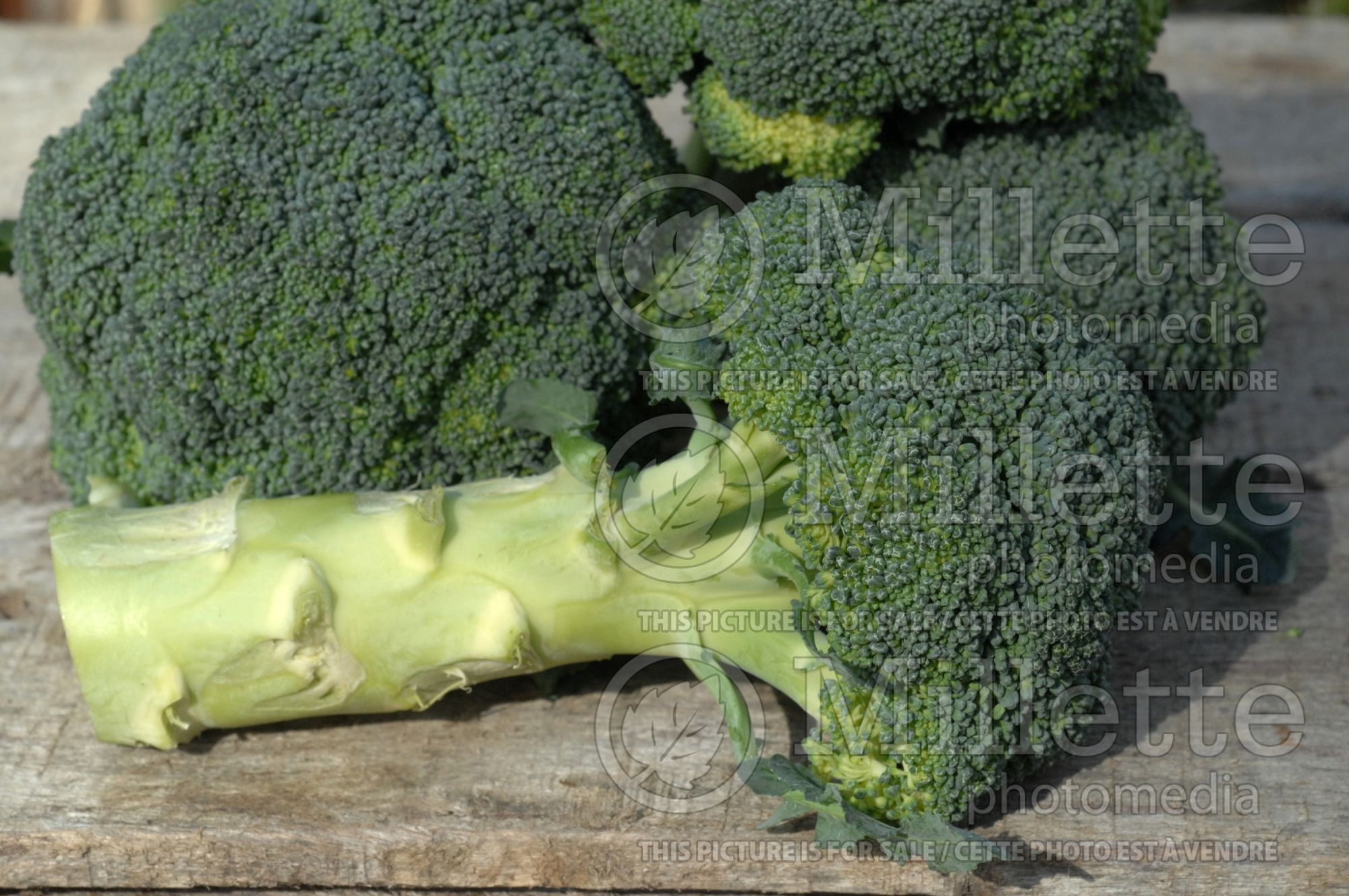 Brassica oleracea var. italica (Broccoli vegetable - brocoli) 9