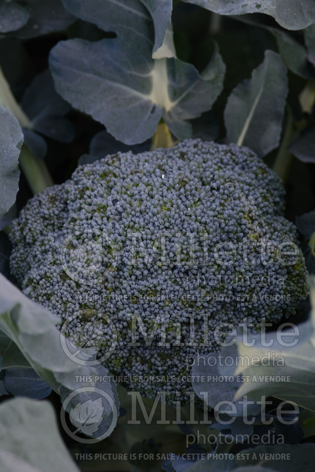 Brassica Green Magic (Broccoli vegetable) 1