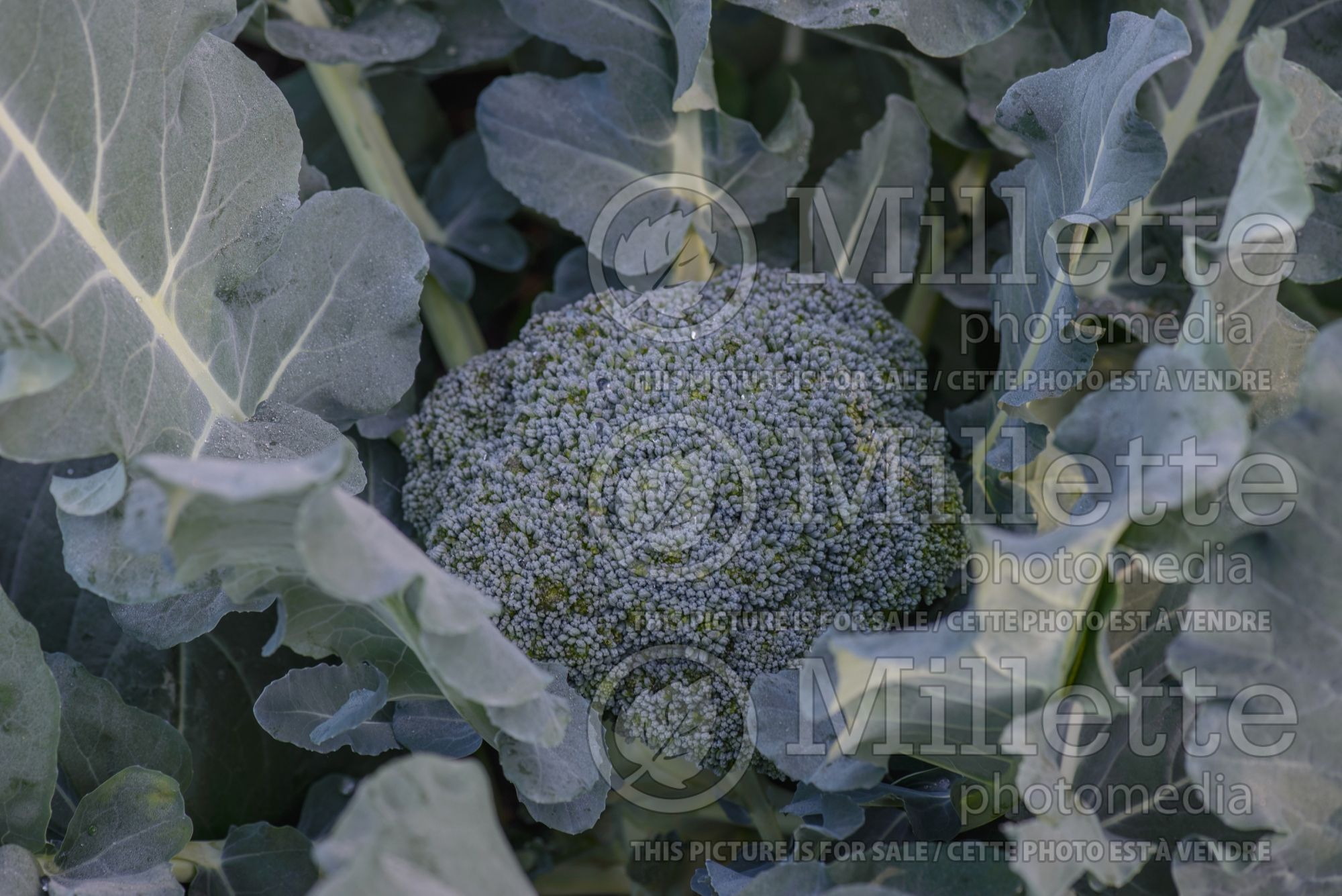 Brassica Green Magic (Broccoli vegetable) 2