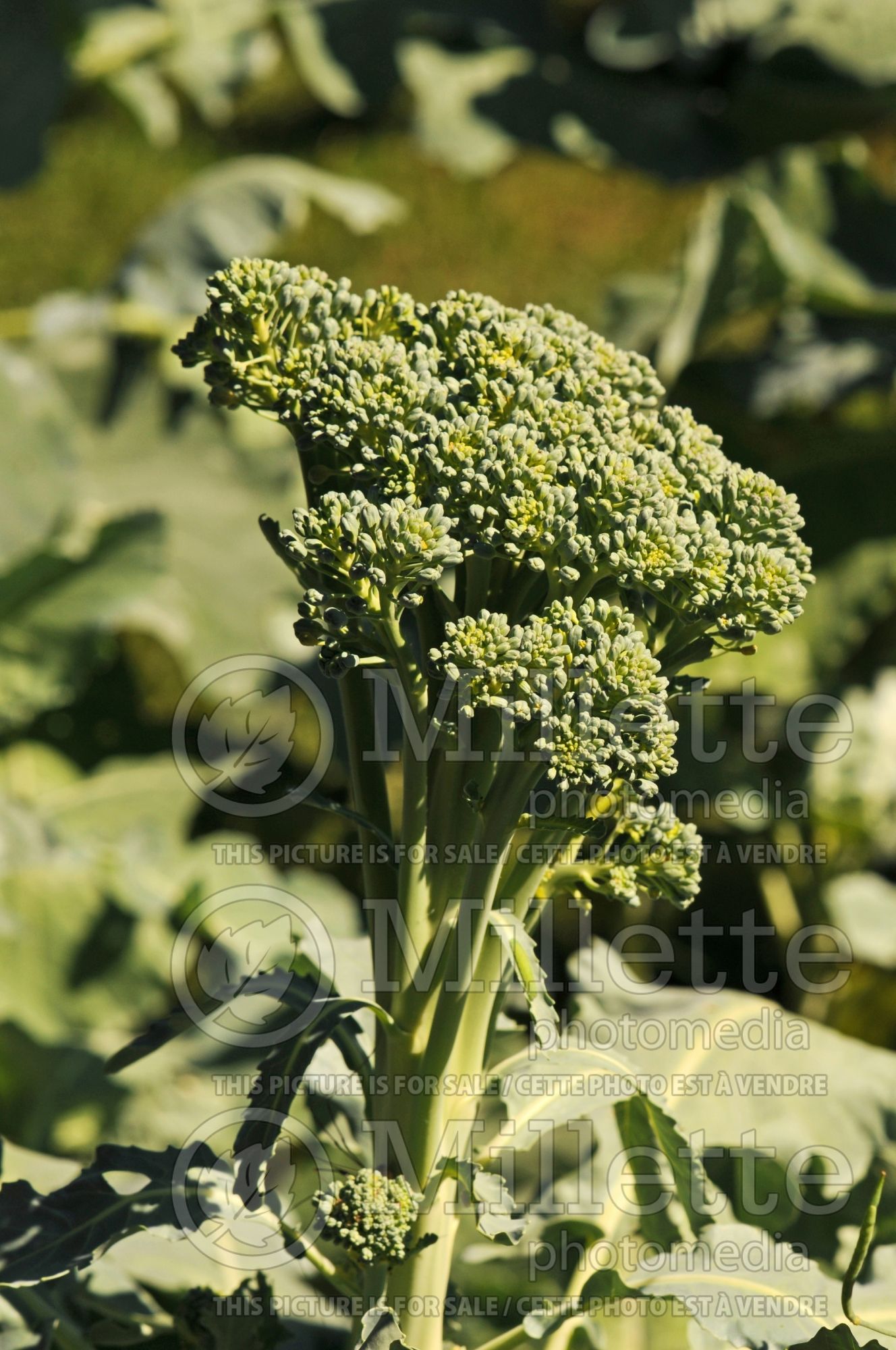 Brassica Green Sprouting (Broccoli vegetable) 5