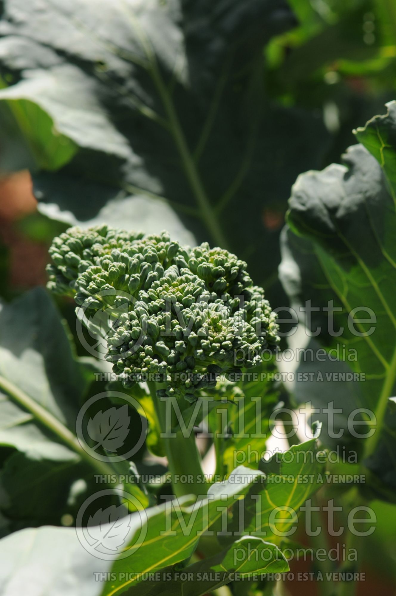 Brassica Green Sprouting (Broccoli vegetable) 4