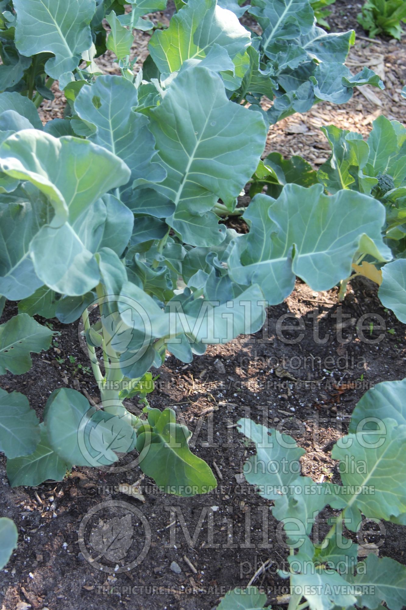 Brassica Green Sprouting (Broccoli vegetable) 2