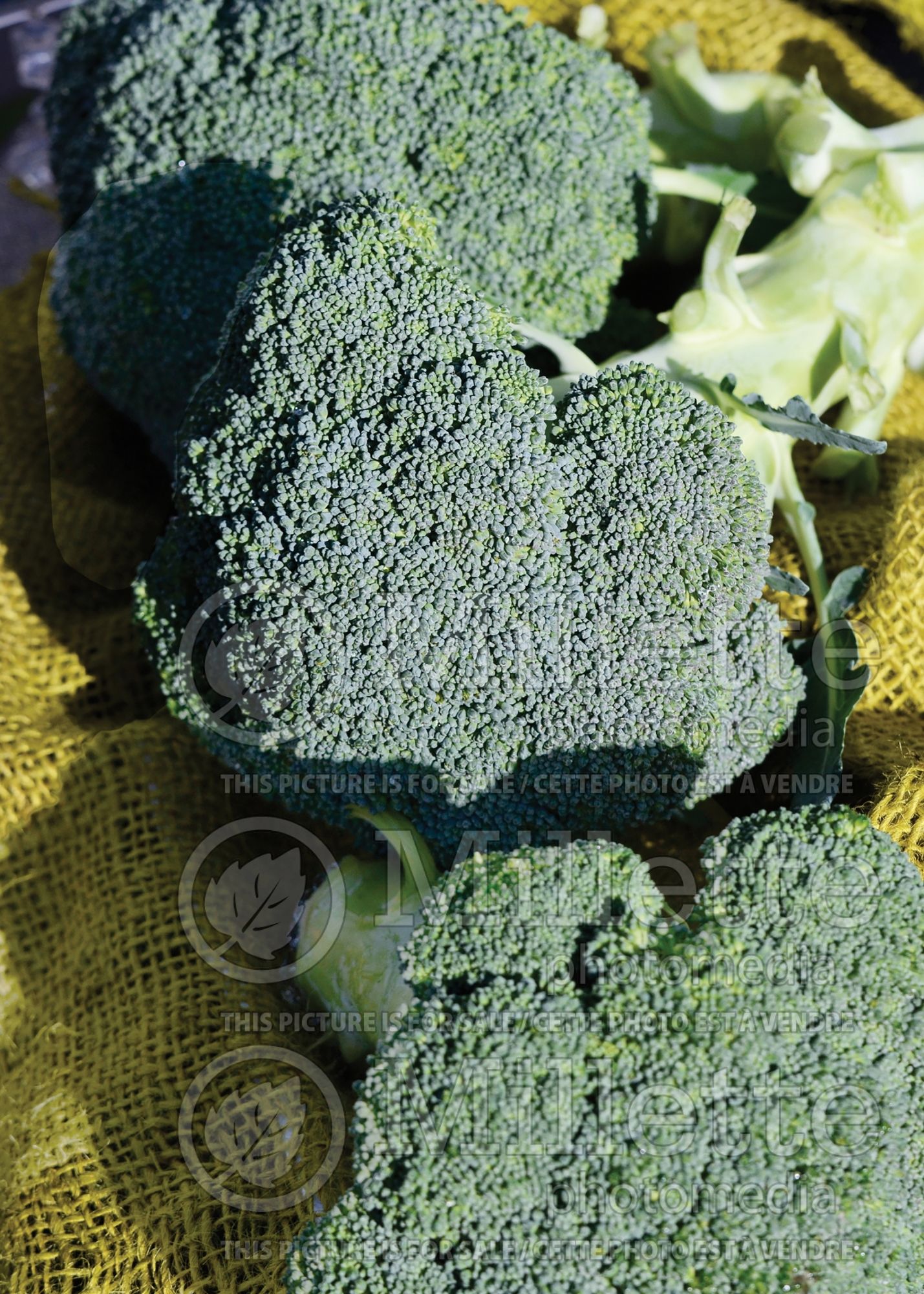 Brassica Imperial (Brocoli vegetable) 4
