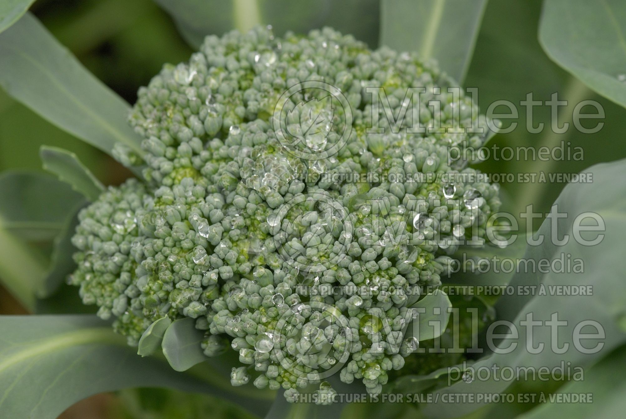 Brassica oleracea var. italica (Broccoli vegetable - brocoli) 11