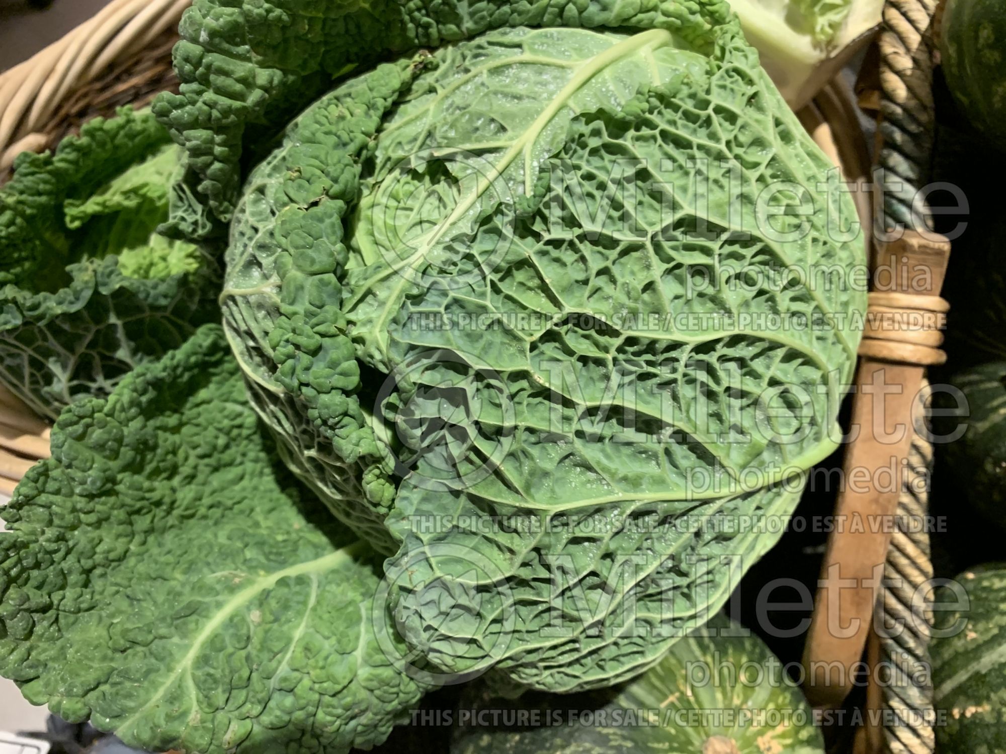 Brassica oleracea var. sabauda (Savoy cabbage vegetable) - 1