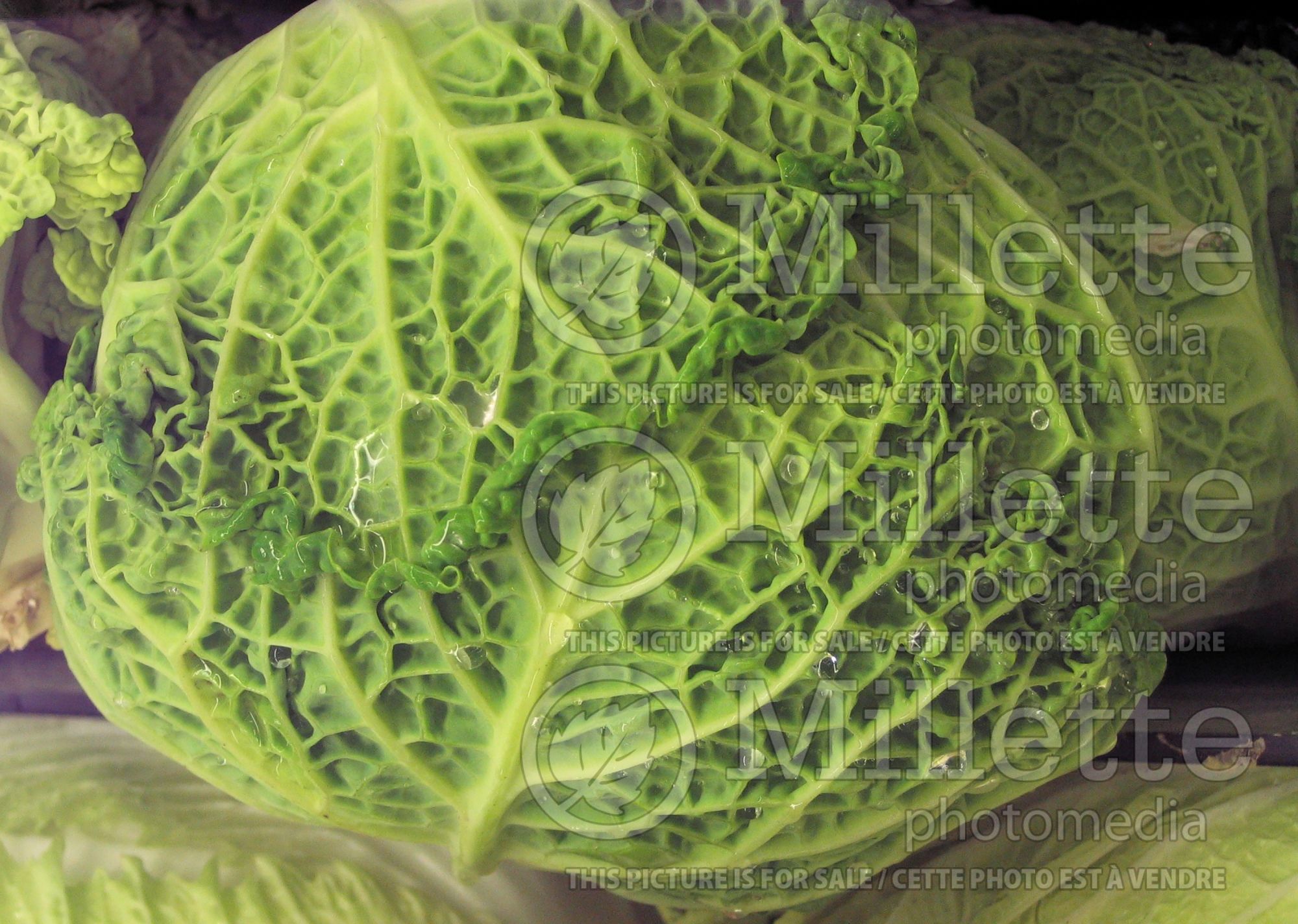 Brassica oleracea var. sabauda (Savoy cabbage vegetable) - 2