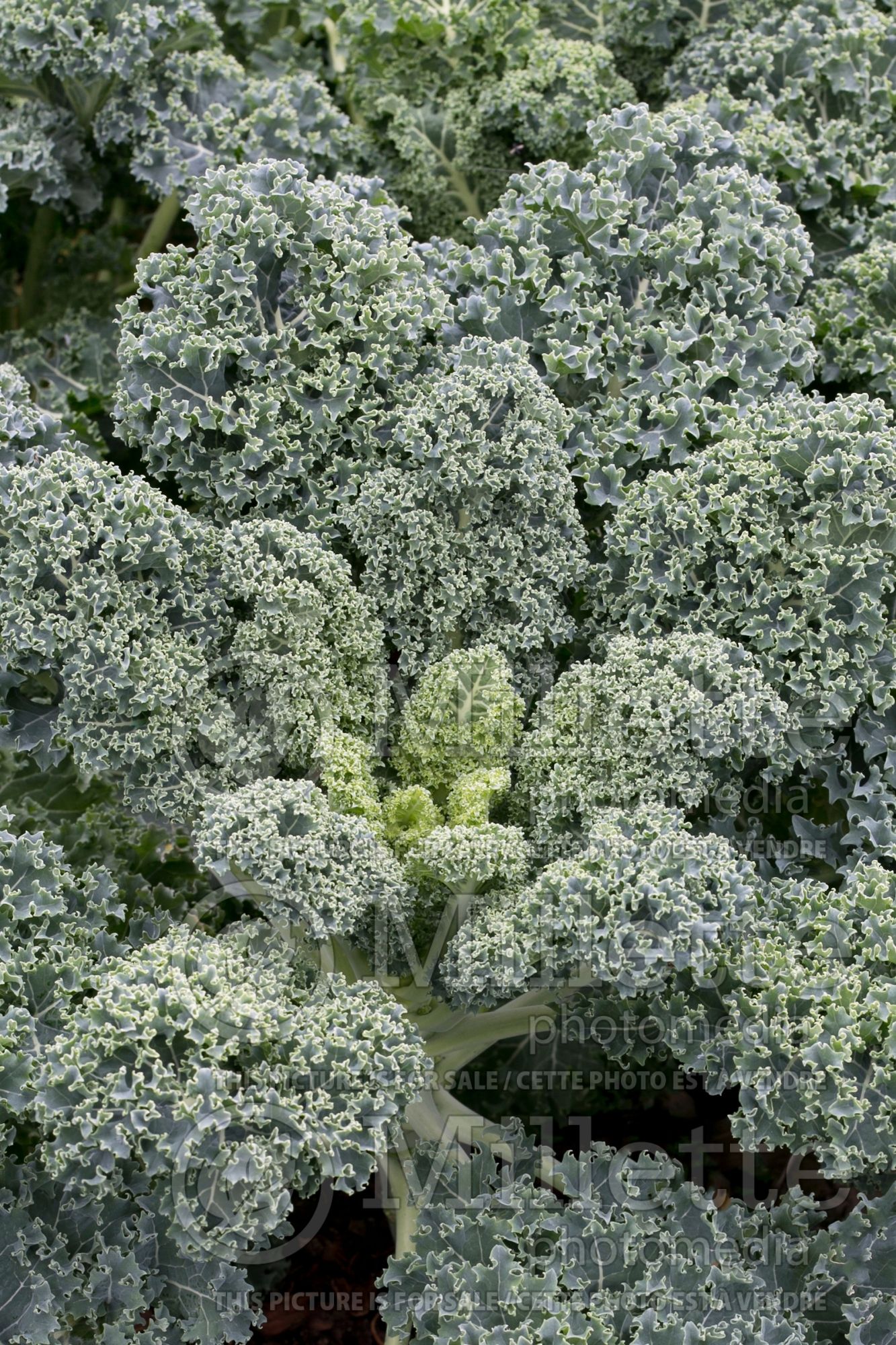 Brassica Vates Blue Curled (Kale) 3