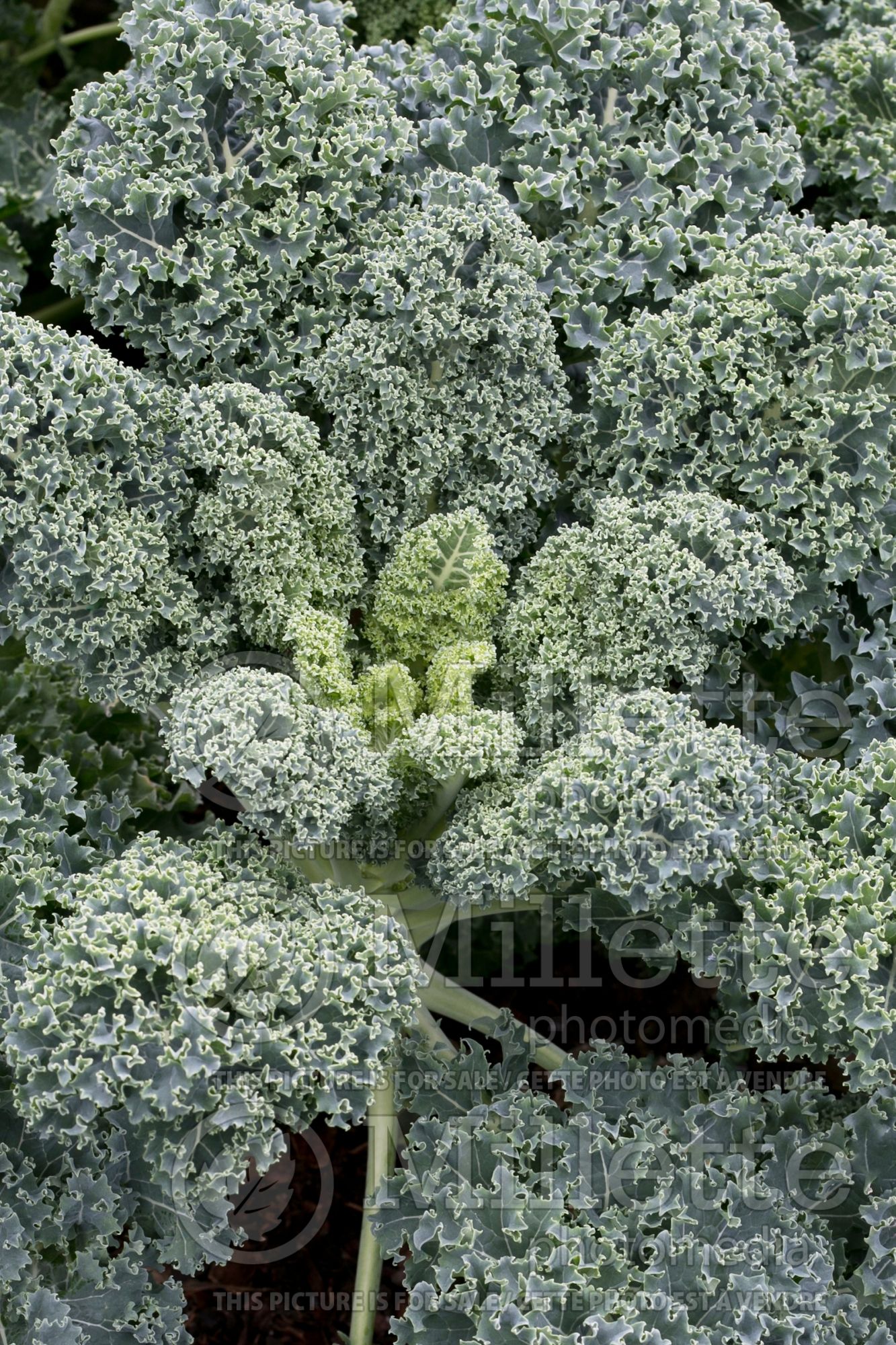 Brassica Vates Blue Curled (Kale) 4