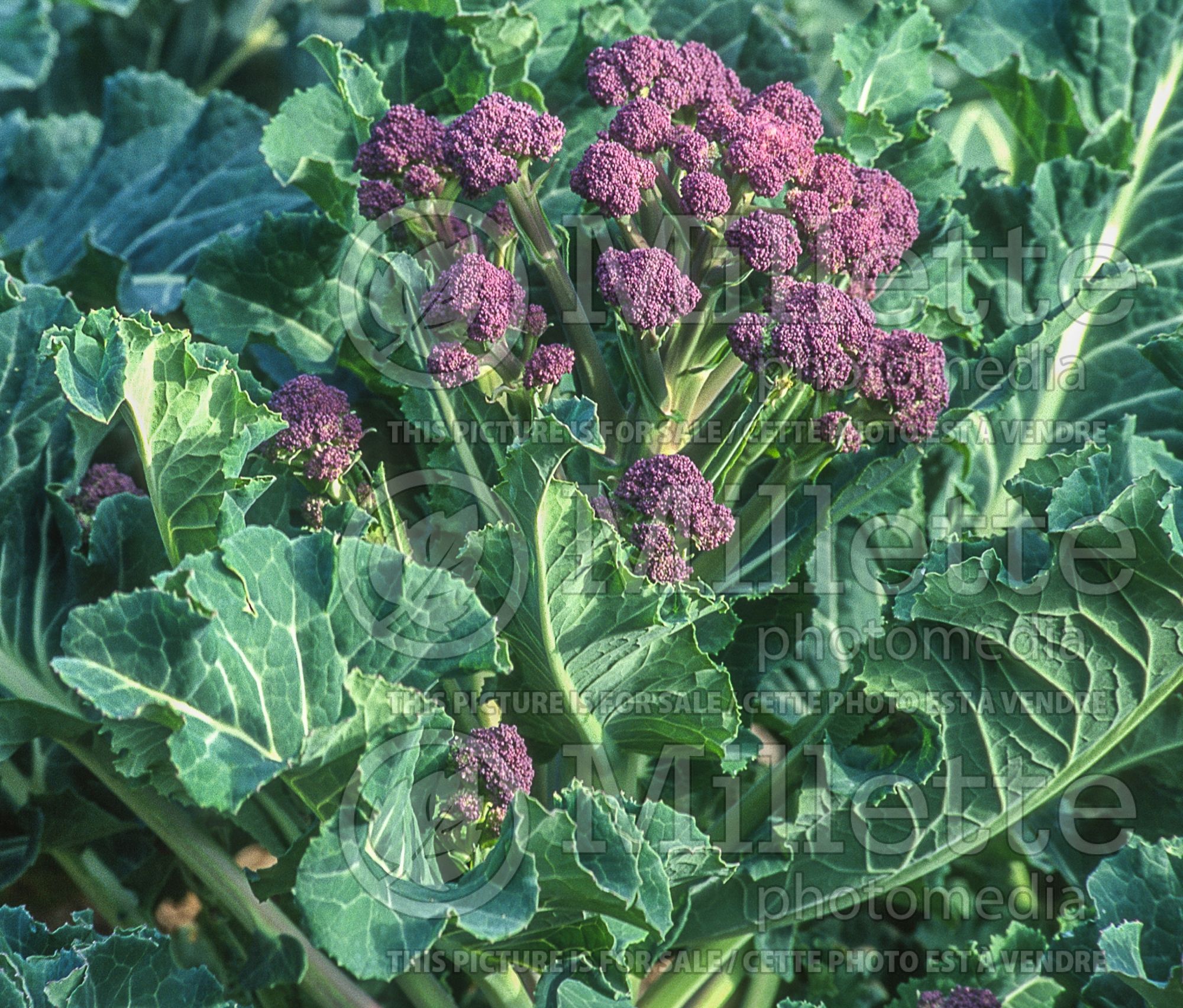 Brassica Violet Queen (cauliflower vegetable) 1