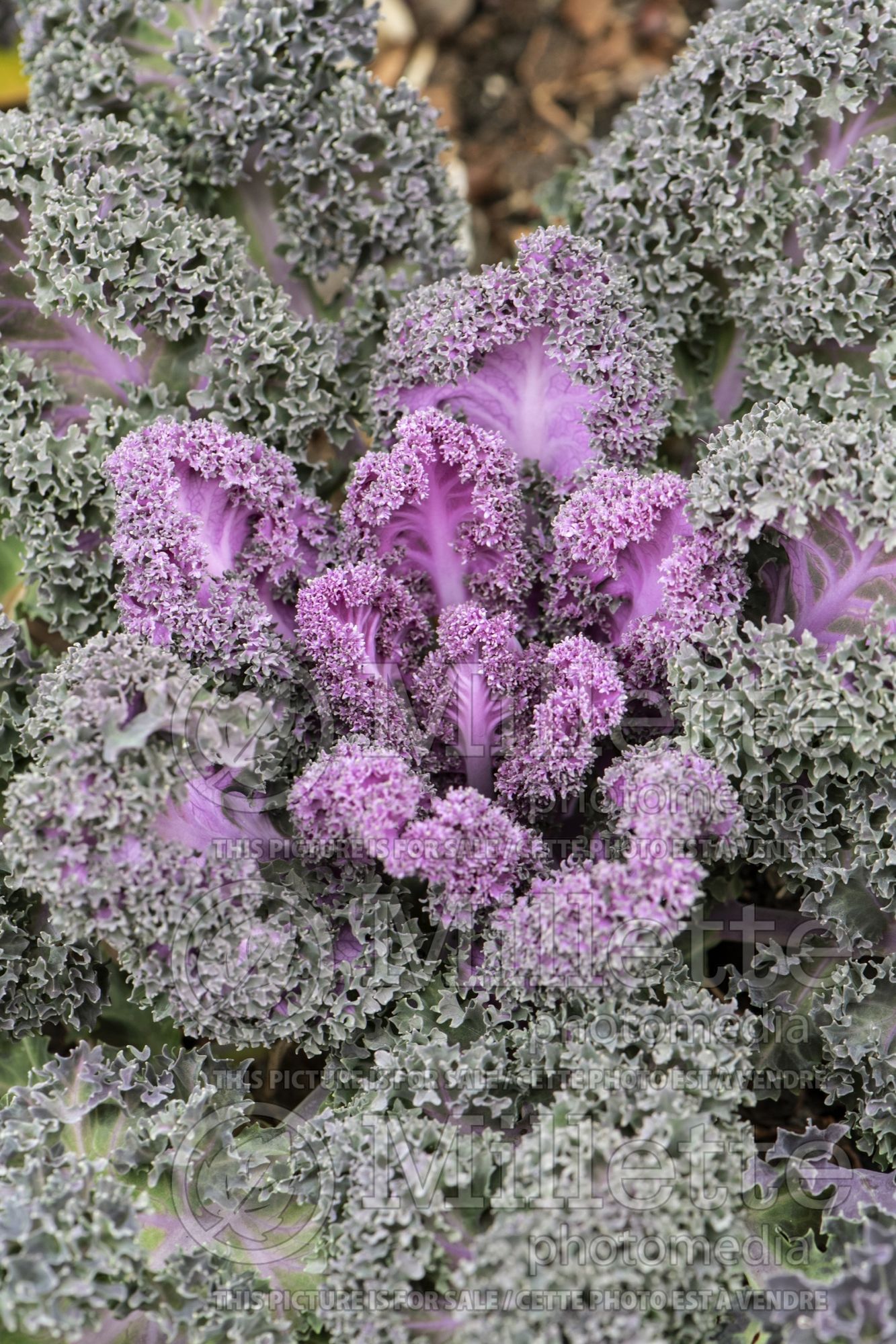 Brassica Yokohama Red (Kale) 1
