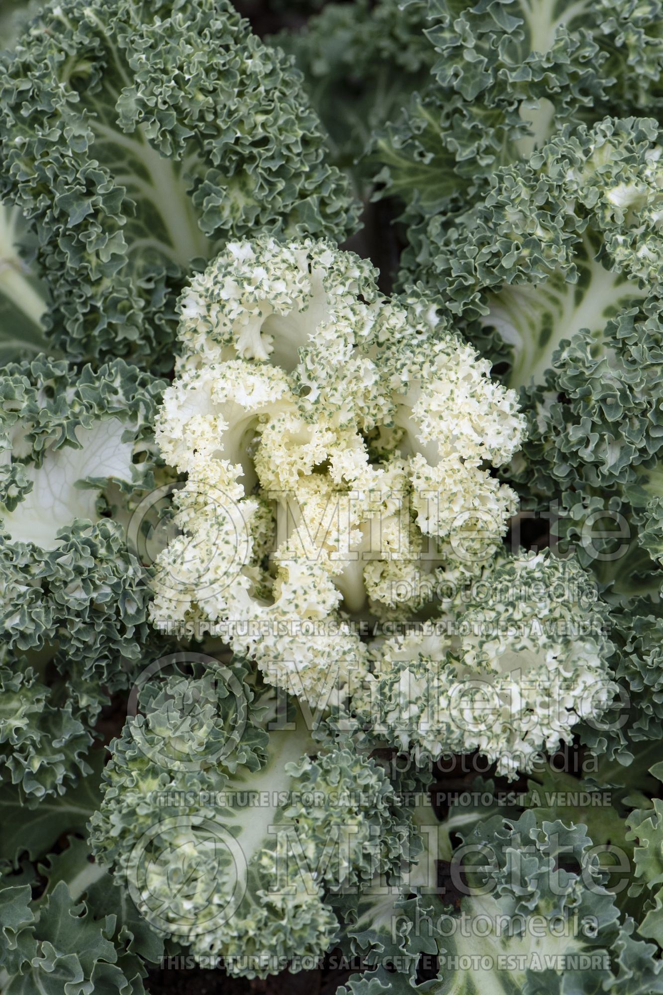 Brassica Yokohama White (Ornamental kale) 2