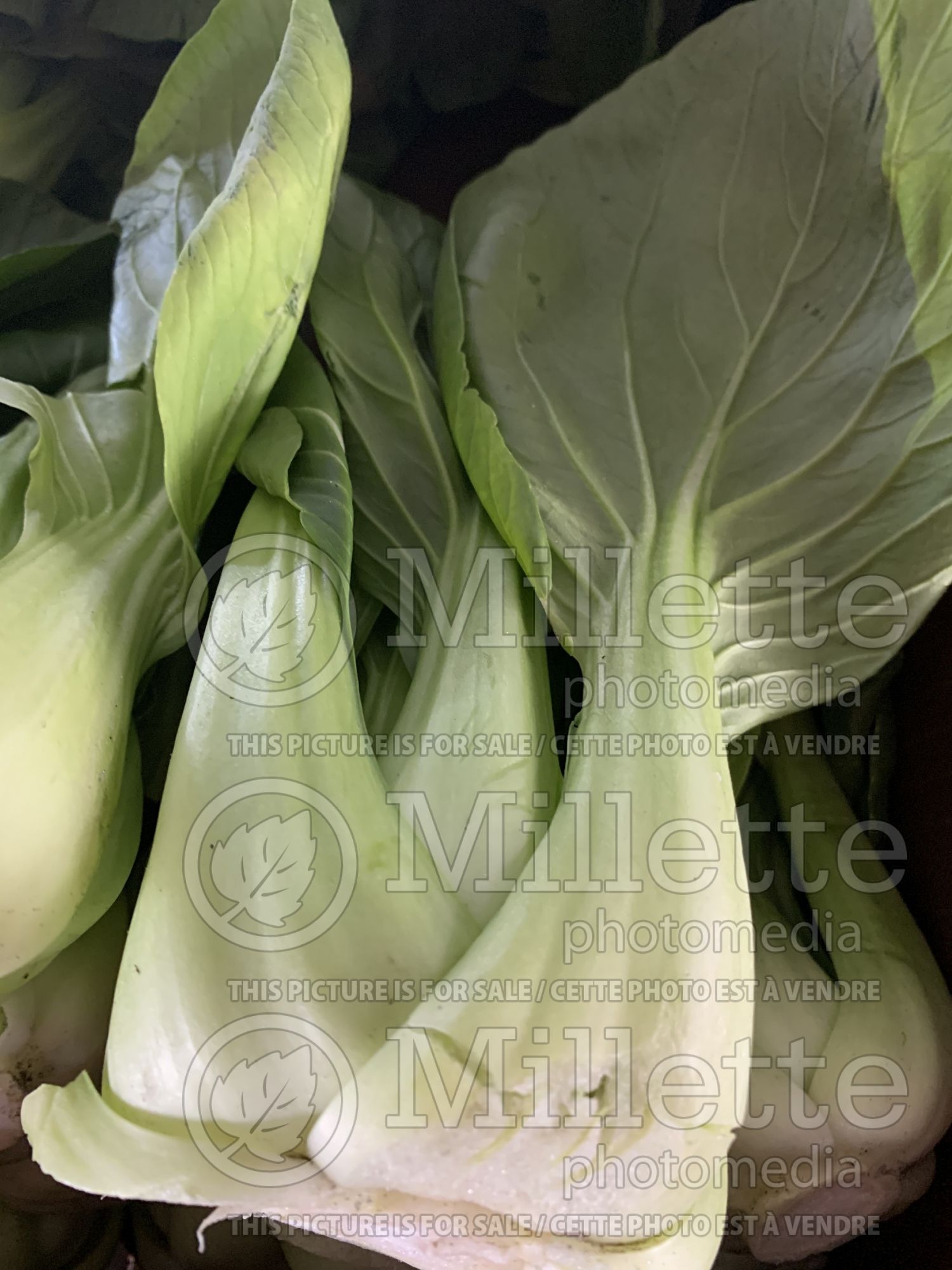 Brassica rapa chinensis (Baby Bok choi asiatic vegetable) 3