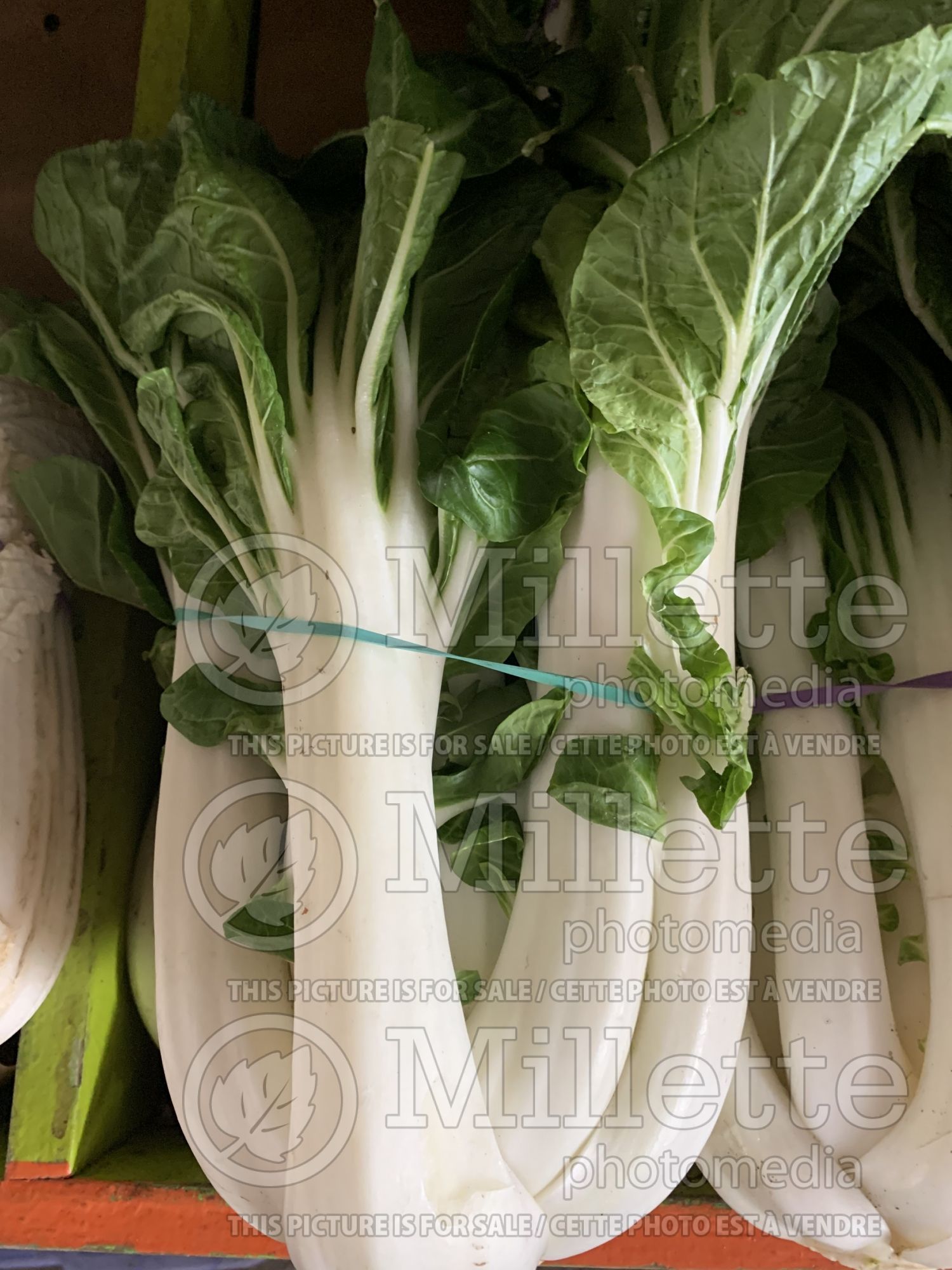 Brassica rapa chinensis (Bok choi asiatic vegetable) 2