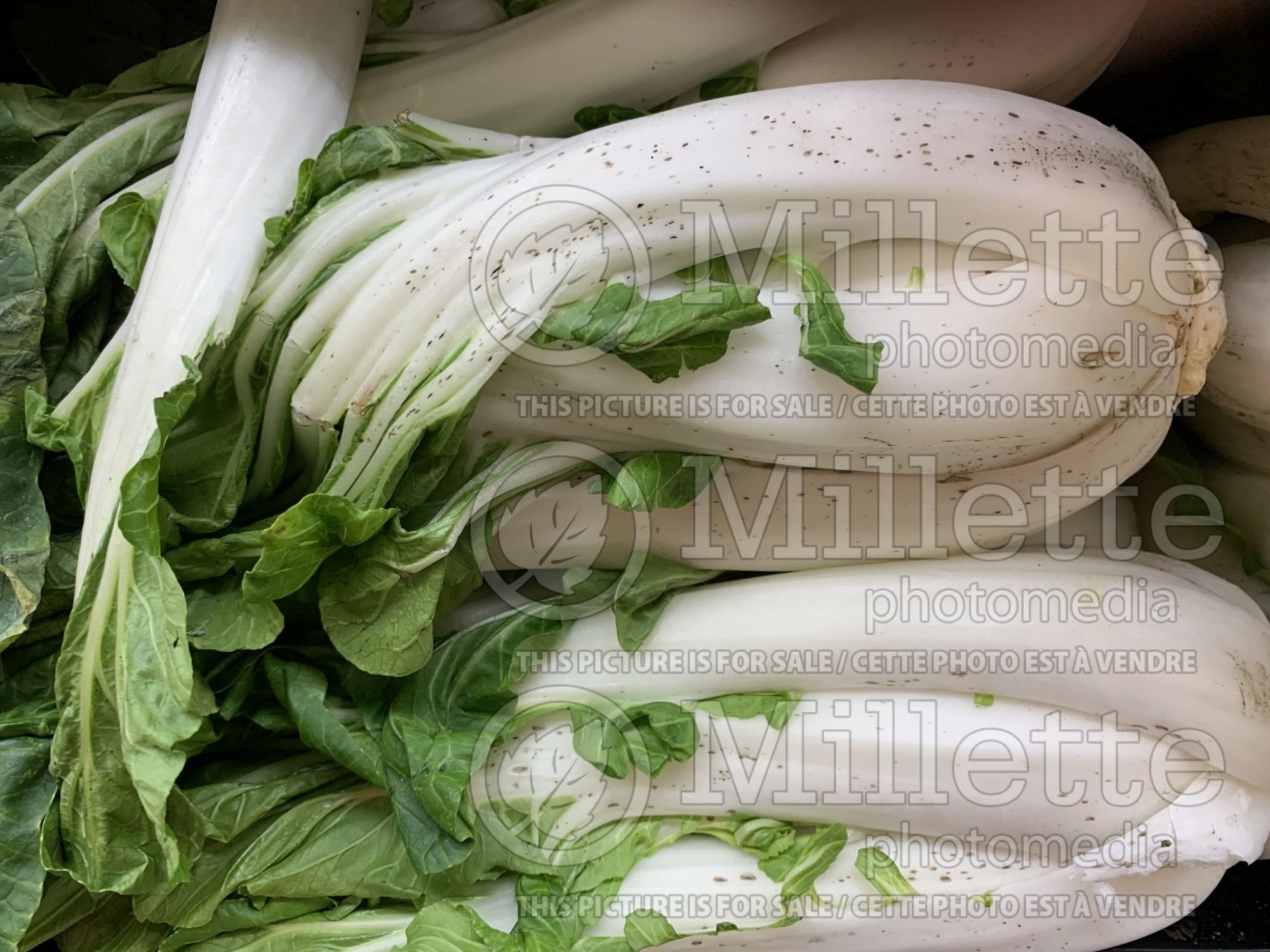 Brassica rapa chinensis (Bok choi asiatic vegetable) 1