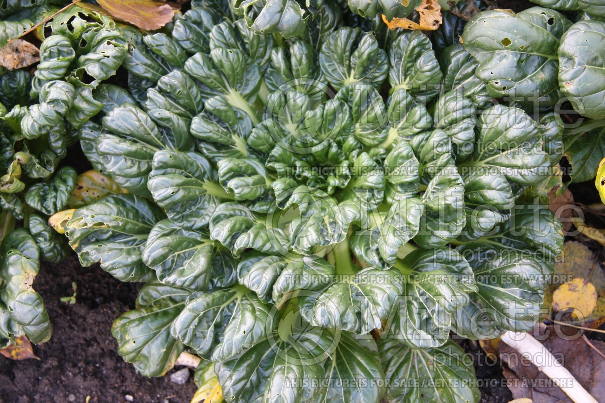 Brassica Hon Tsai Tai (Broccoliasiatic vegetable) 1