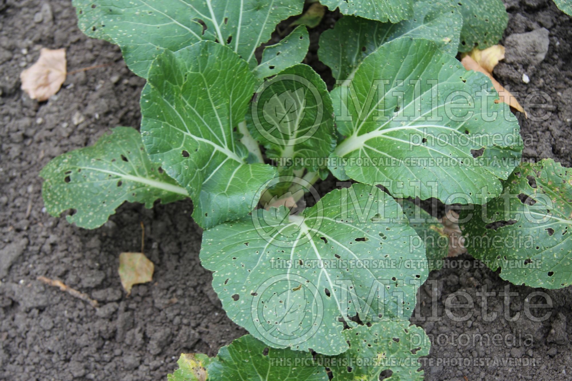 Brassica Joi Choi (Pak choi asiatic vegetable) 1