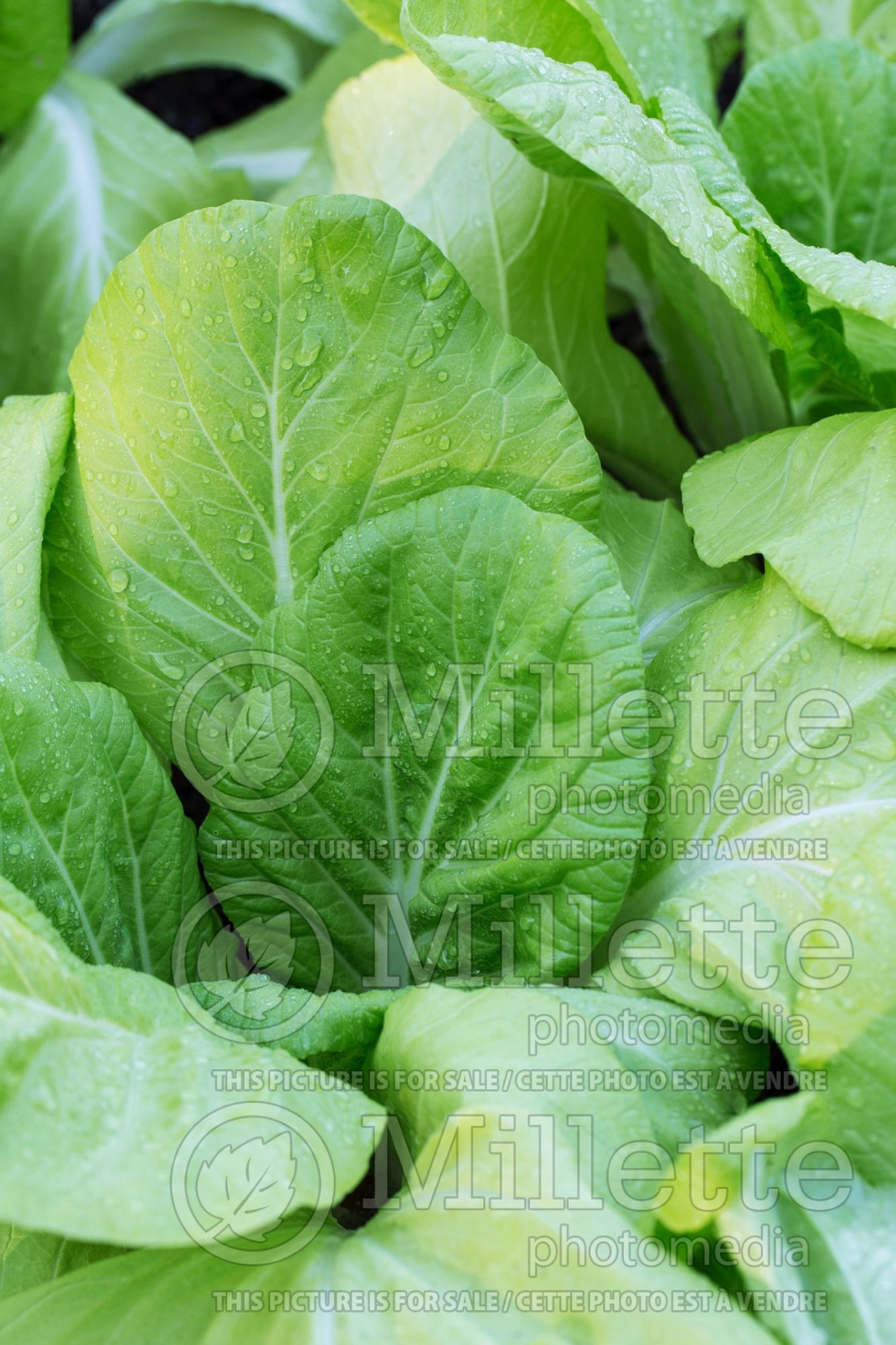 Brassica Golden Yellow (Bok Choy chinese cabbage lettuce oriental vegetable) 1